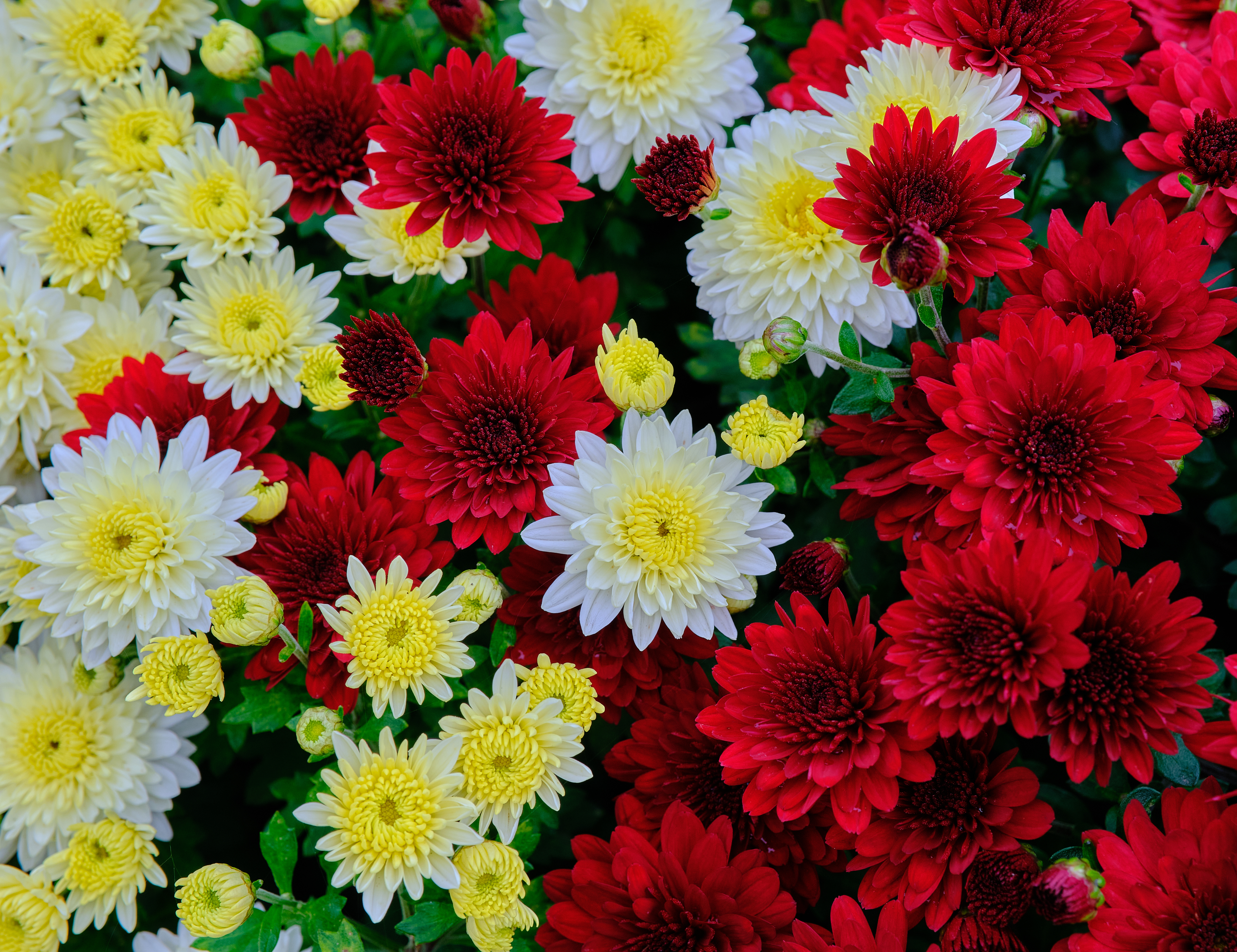 flowers, flowering, bloom, white, red, yellow, chrysanthemum