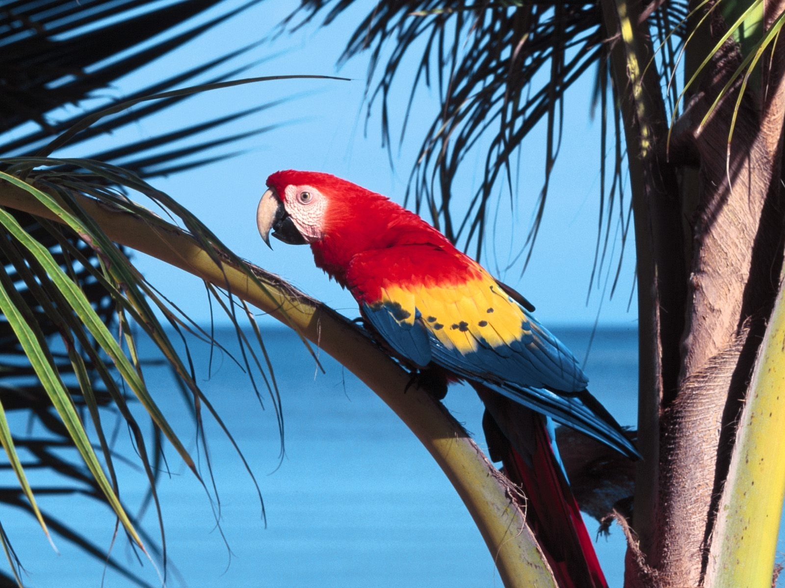 Download mobile wallpaper Animals, Parrots, Birds for free.