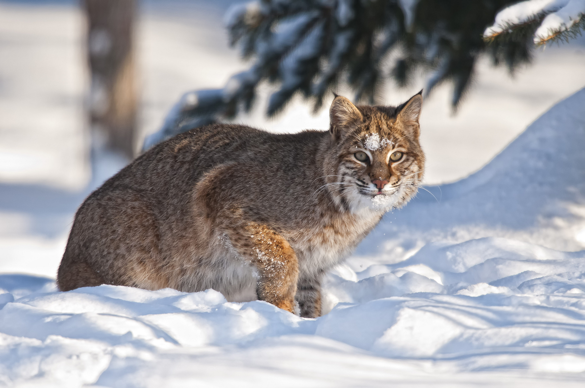 293622 descargar imagen animales, gato montés, lince, nieve, invierno, gatos: fondos de pantalla y protectores de pantalla gratis
