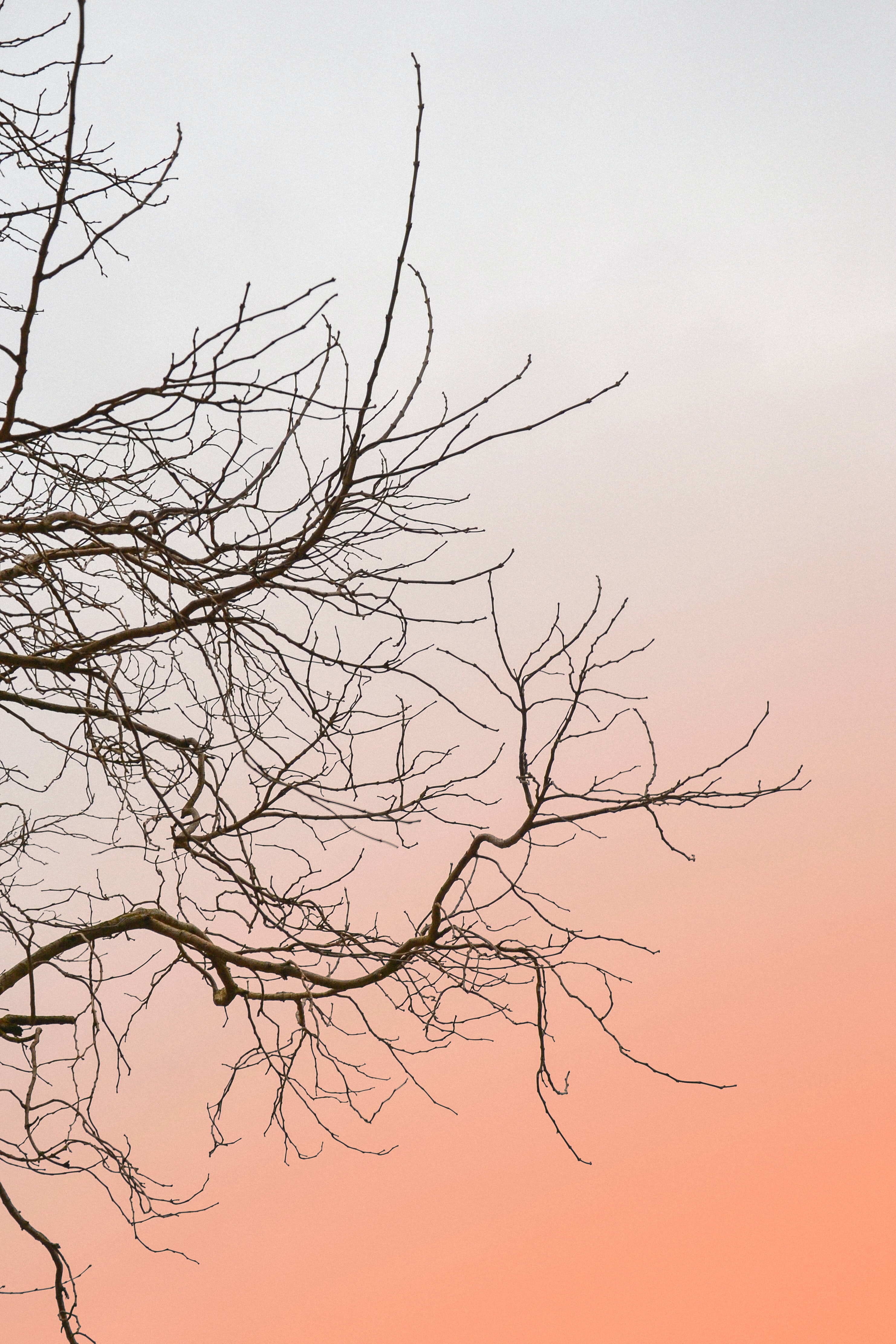 Download mobile wallpaper Minimalism, Wood, Branches, Sky, Tree for free.