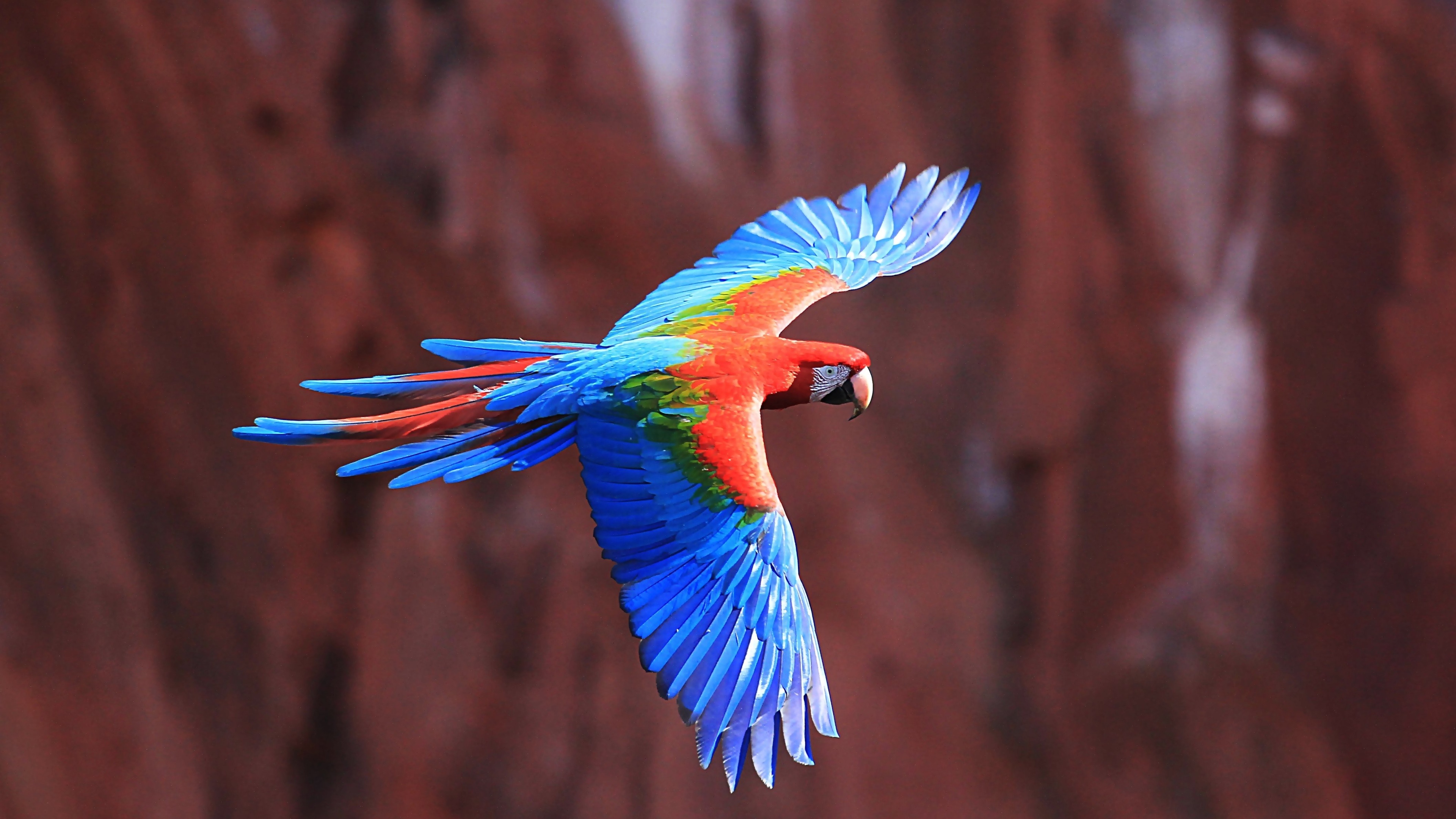 350552 免費下載壁紙 动物, 红绿金刚鹦鹉, 航班, 金刚鹦鹉, 鹦鹉, 鸟类 屏保和圖片