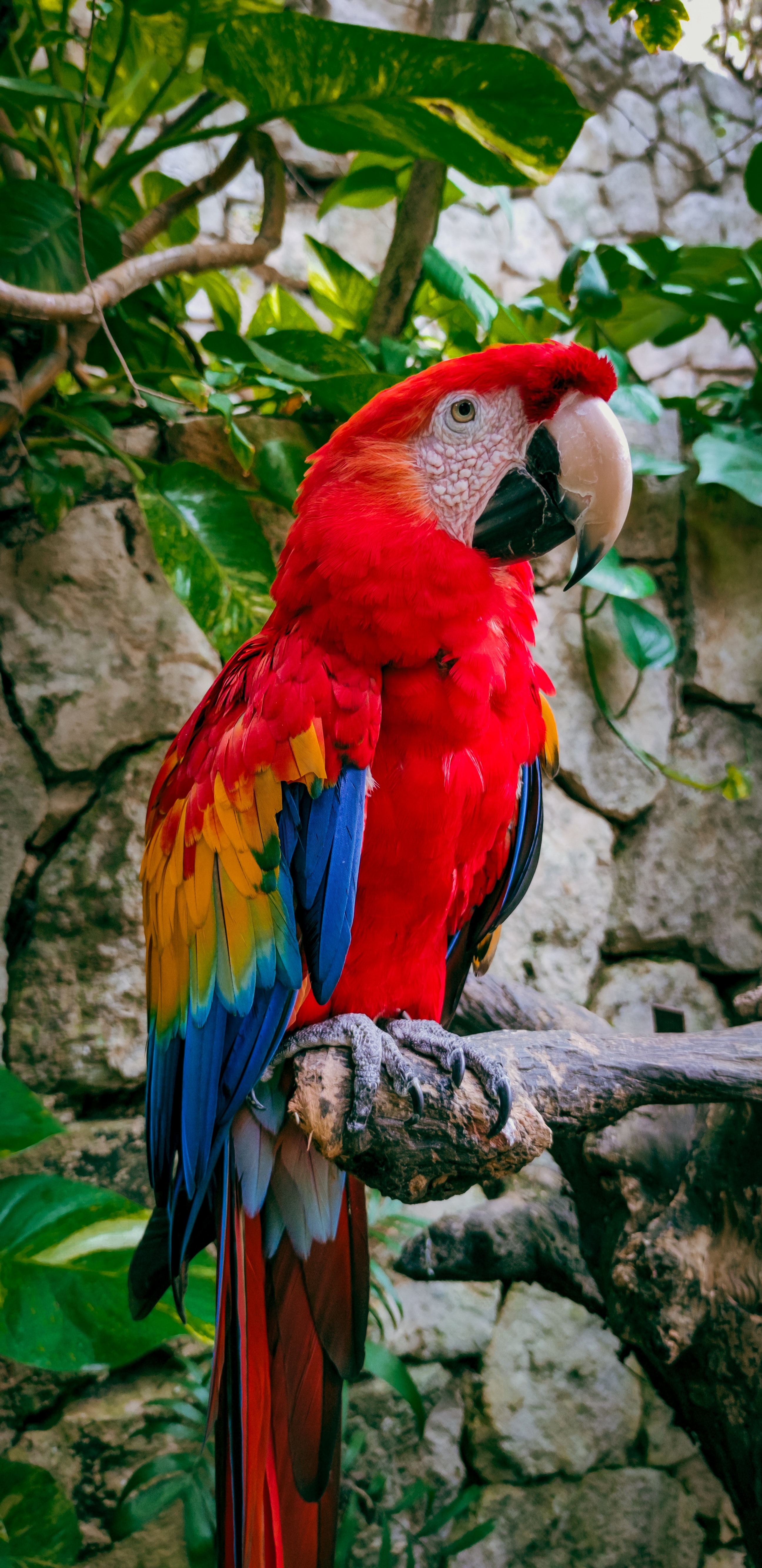 parrots, macaw, branches, leaves, animals, bird HD wallpaper