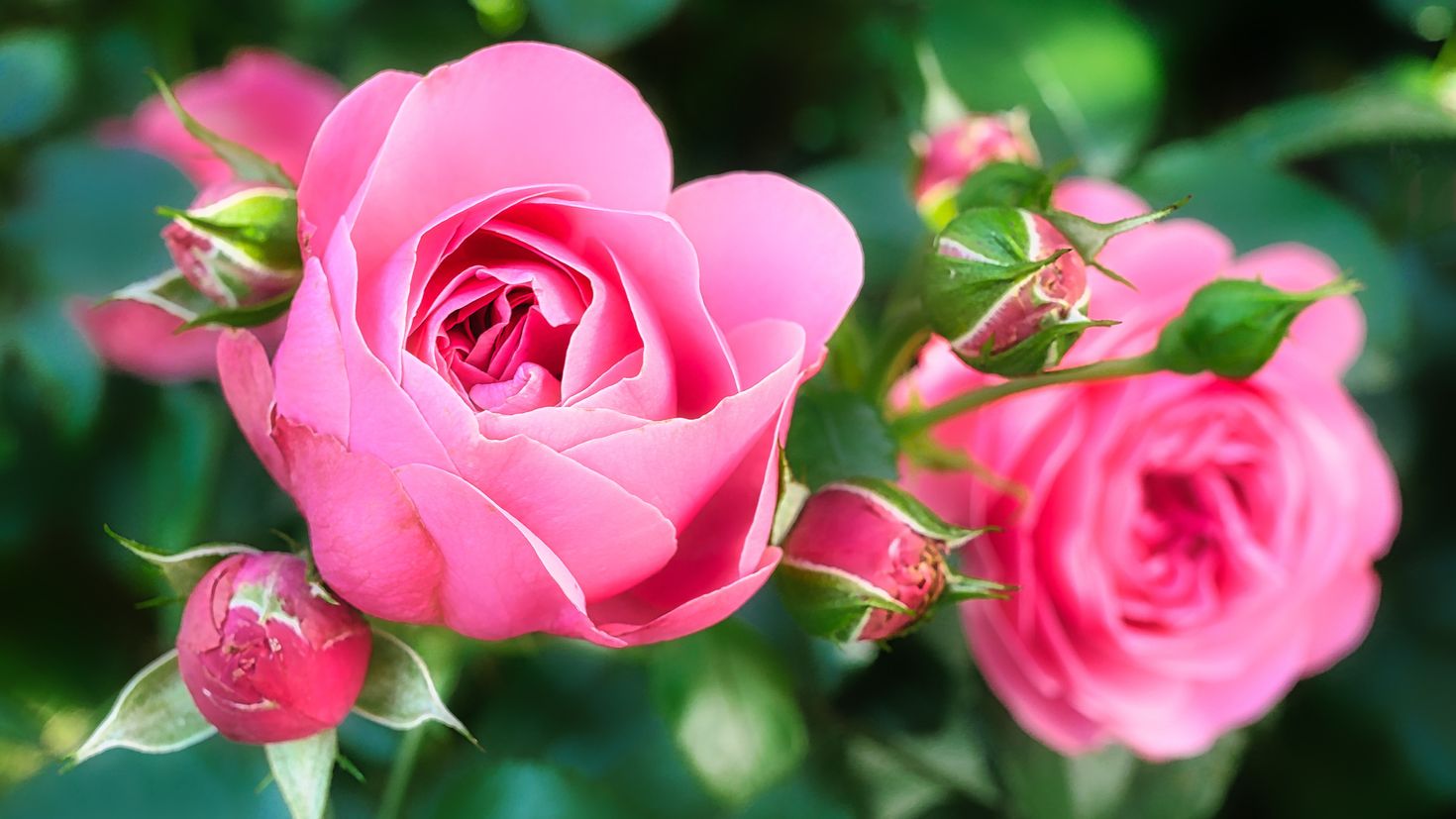 Розовые розы песня elman