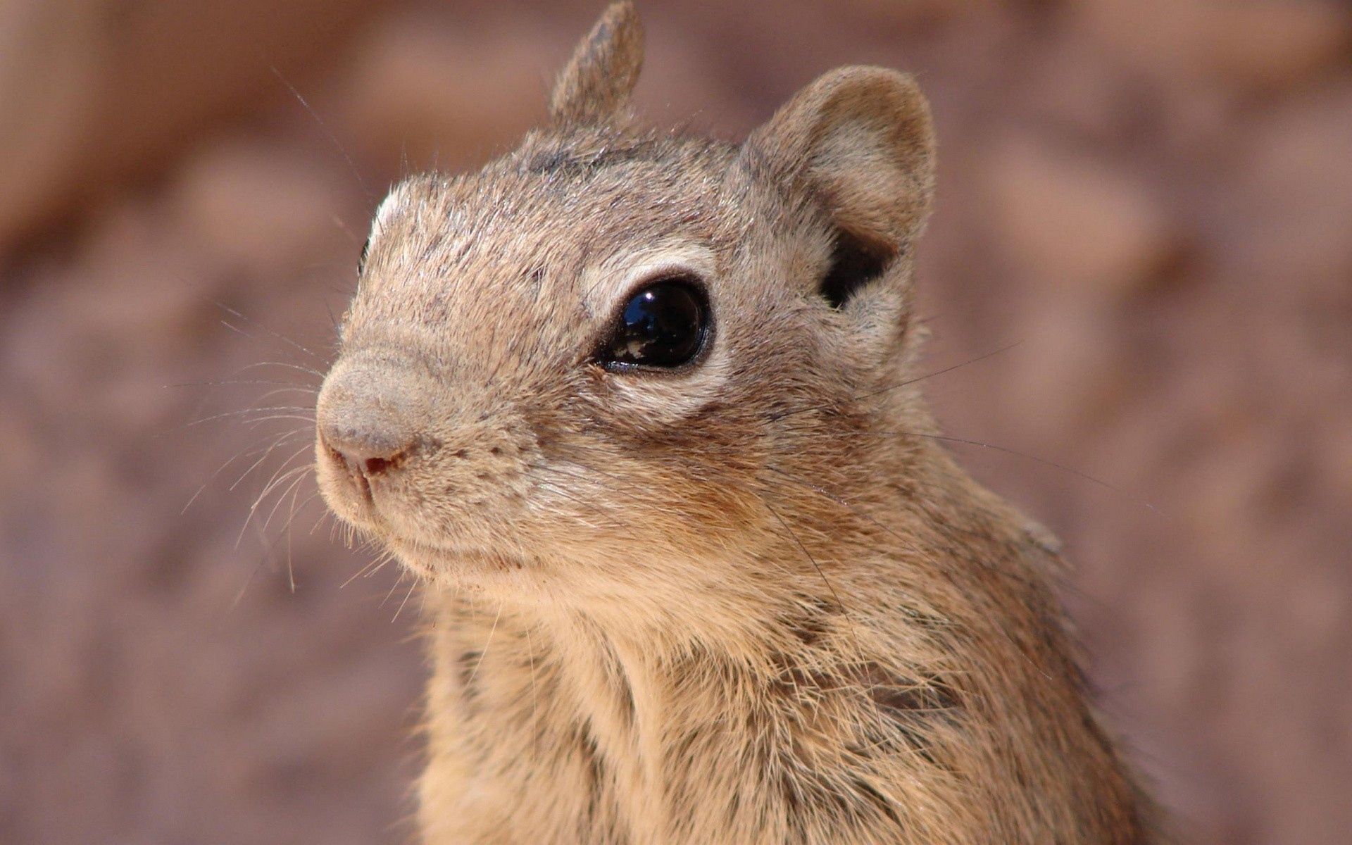 Laden Sie das Streifenhörnchen, Chipmunk, Gopher, Tiere, Nagetier, Gesicht-Bild kostenlos auf Ihren PC-Desktop herunter