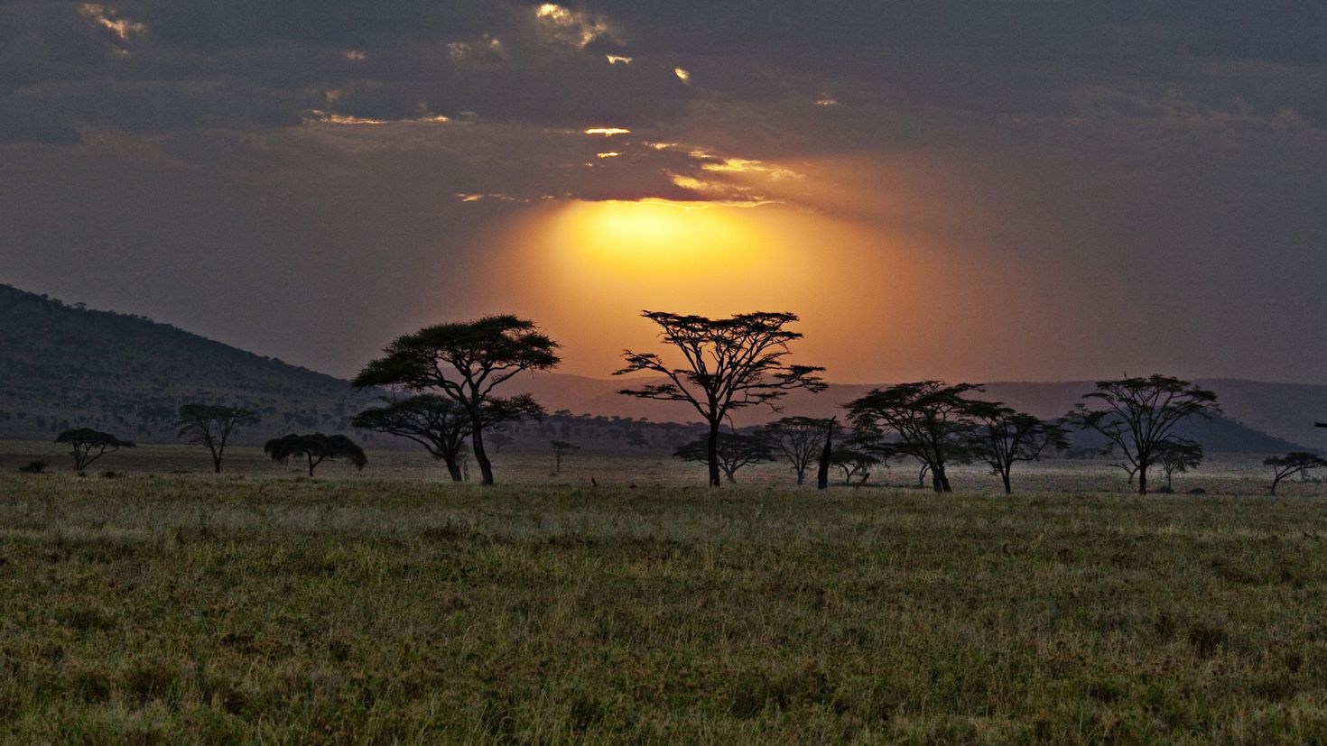 Саванны и редколесья занимают обширные равнины африки. Кения Саванна. Саванны Евразии. Ливия Саванна. Саванны и редколесья Африки.