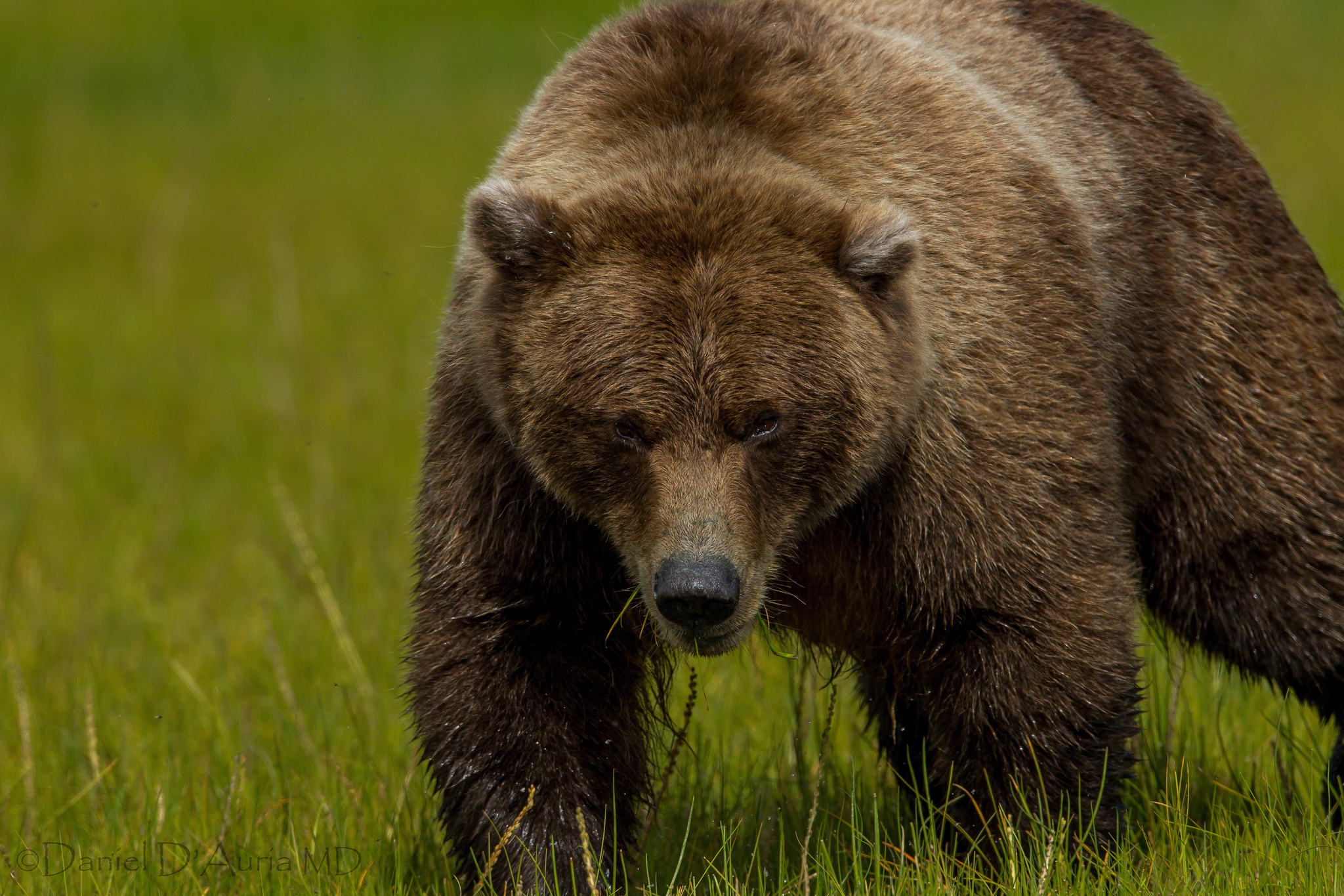 141607 télécharger l'image animaux, herbe, ours, gros, épais, ours brun - fonds d'écran et économiseurs d'écran gratuits
