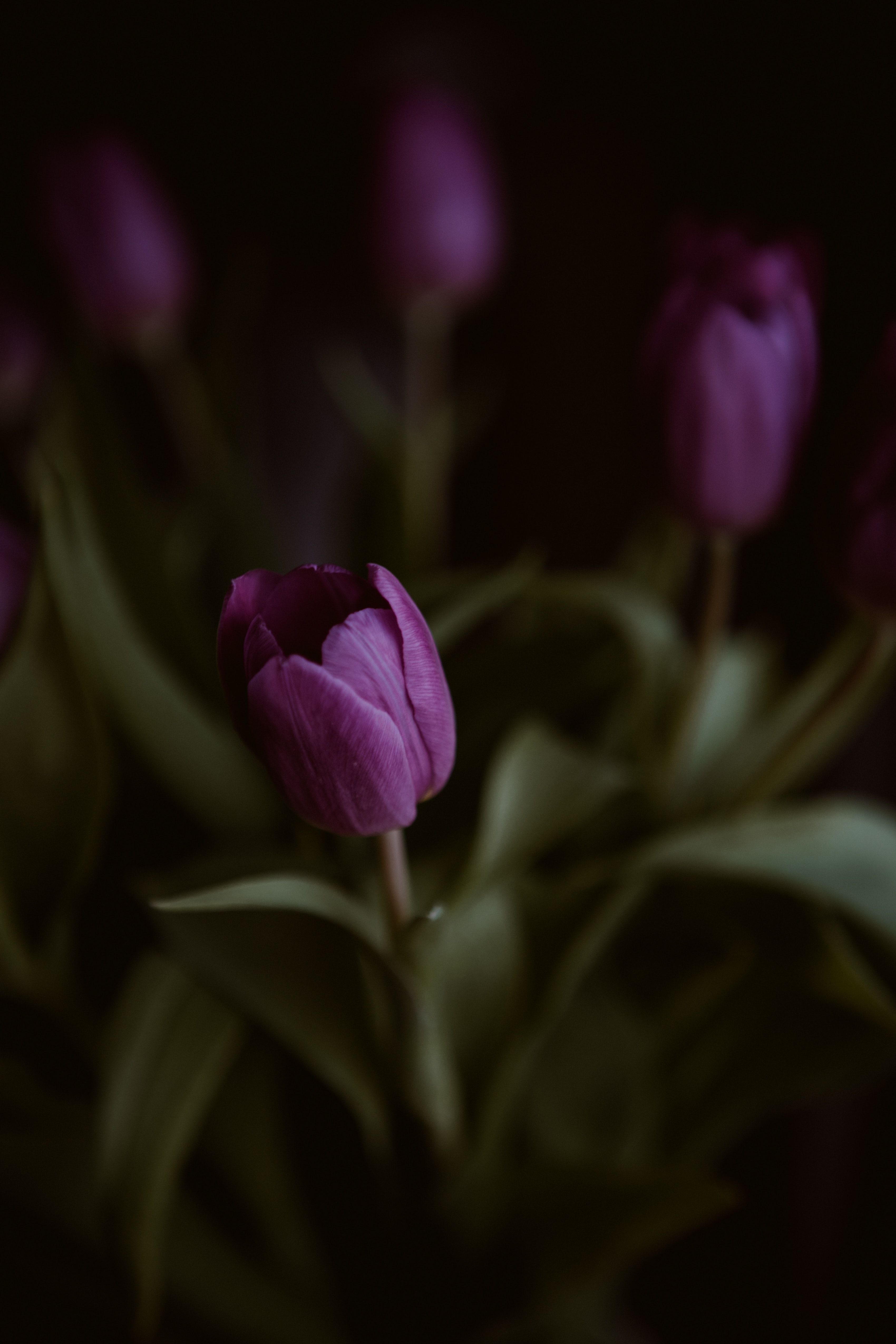 75113 baixar papel de parede tulipas, violeta, flor, plantar, planta, macro, roxo - protetores de tela e imagens gratuitamente