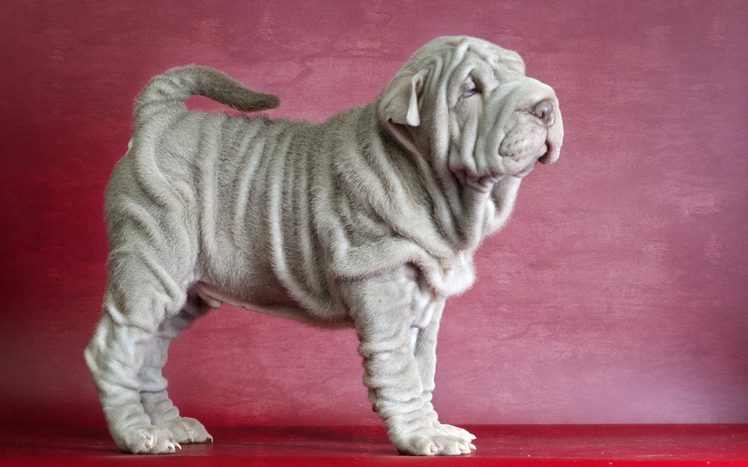 animal, shar pei, dogs wallpapers for tablet