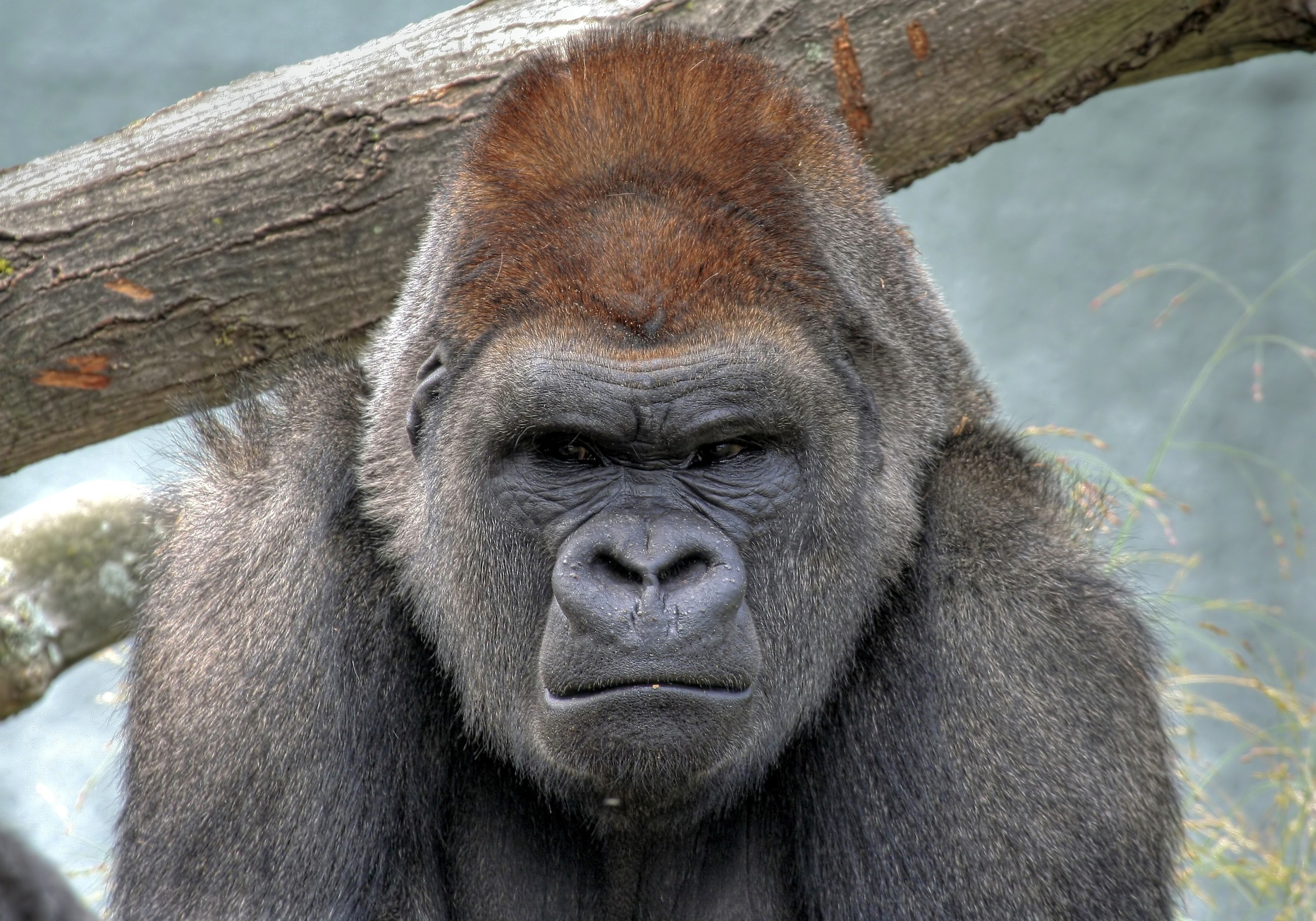285976 скачать обои обезьяны, горилла, животные - заставки и картинки бесплатно