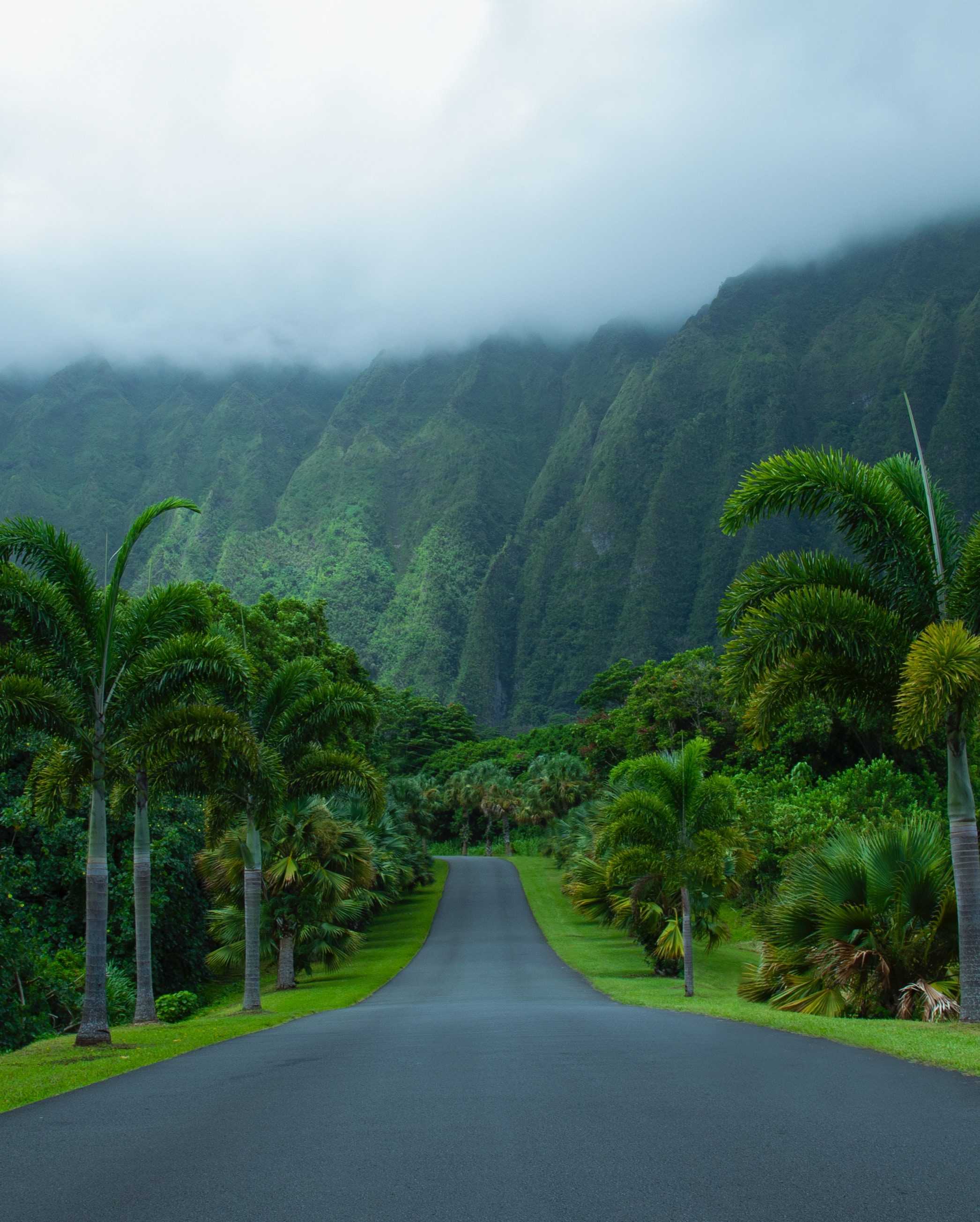 nature, palms, asphalt, mountains, road Phone Background