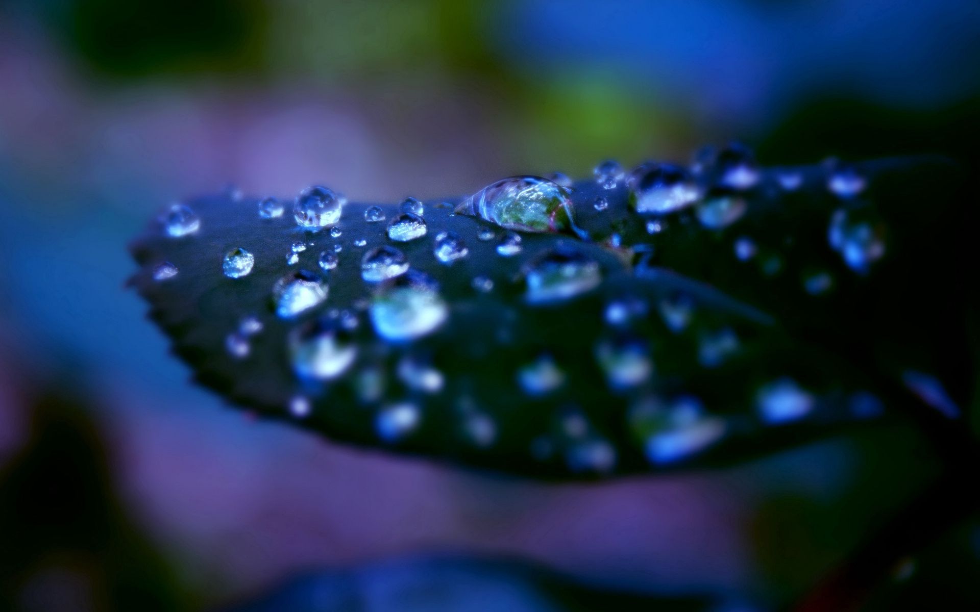 Download mobile wallpaper Dew, Macro, Shadow, Drops, Surface for free.