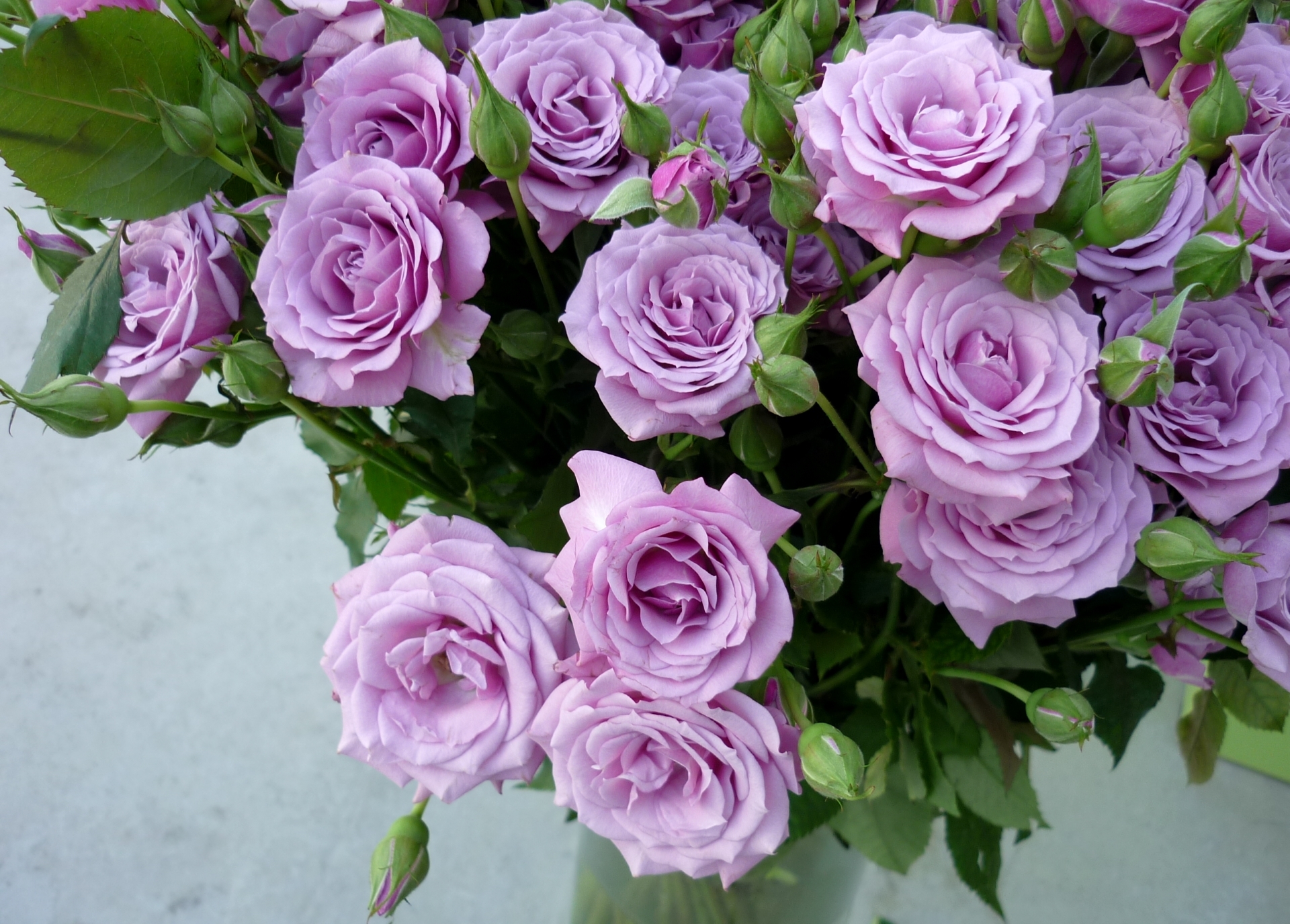 376353壁紙のダウンロード地球, 薔薇, つぼみ, 花, 葉, 紫色の花, バイオレット, フラワーズ-スクリーンセーバーと写真を無料で