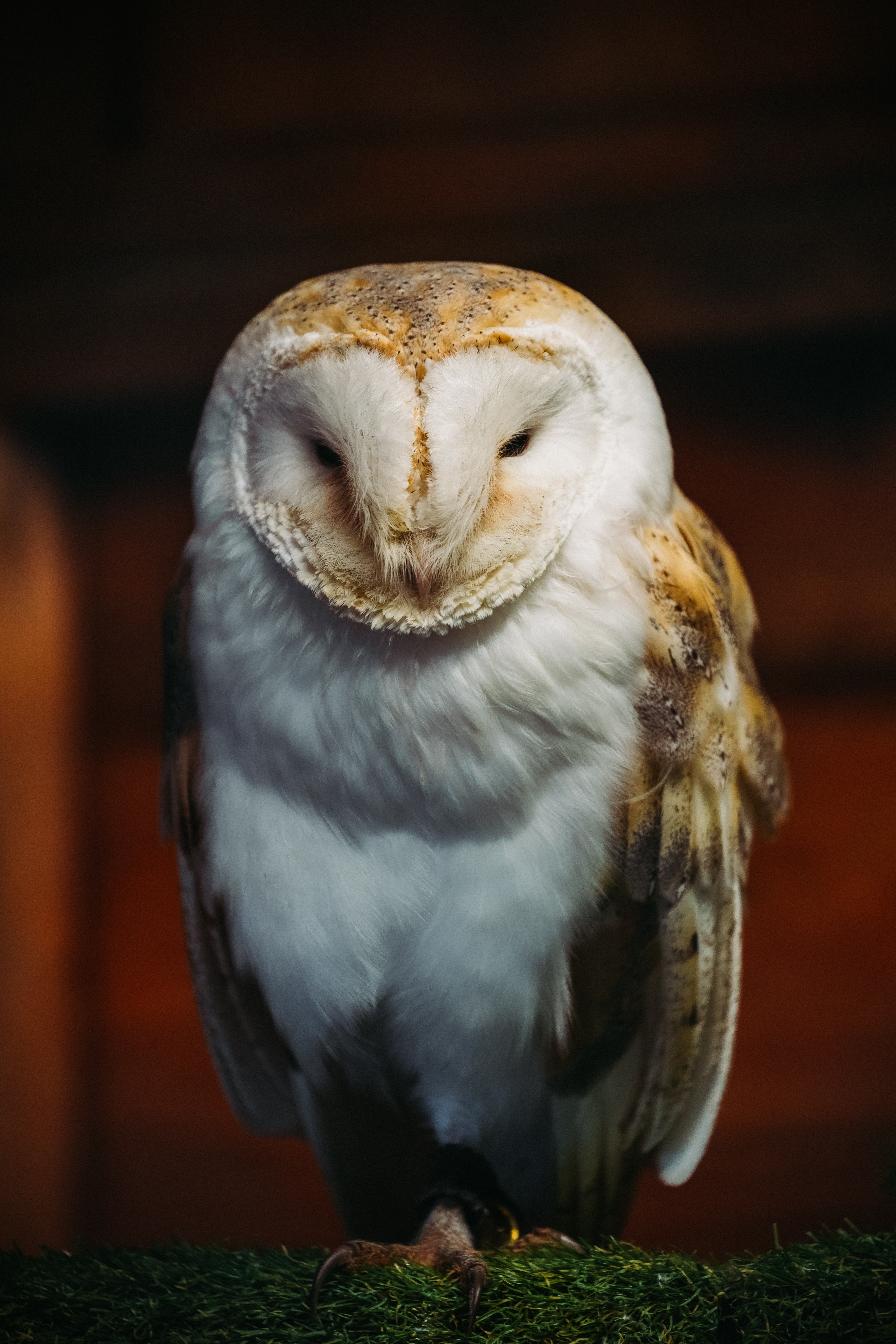 owl, animals, white, bird, predator, barn owl, sipucha