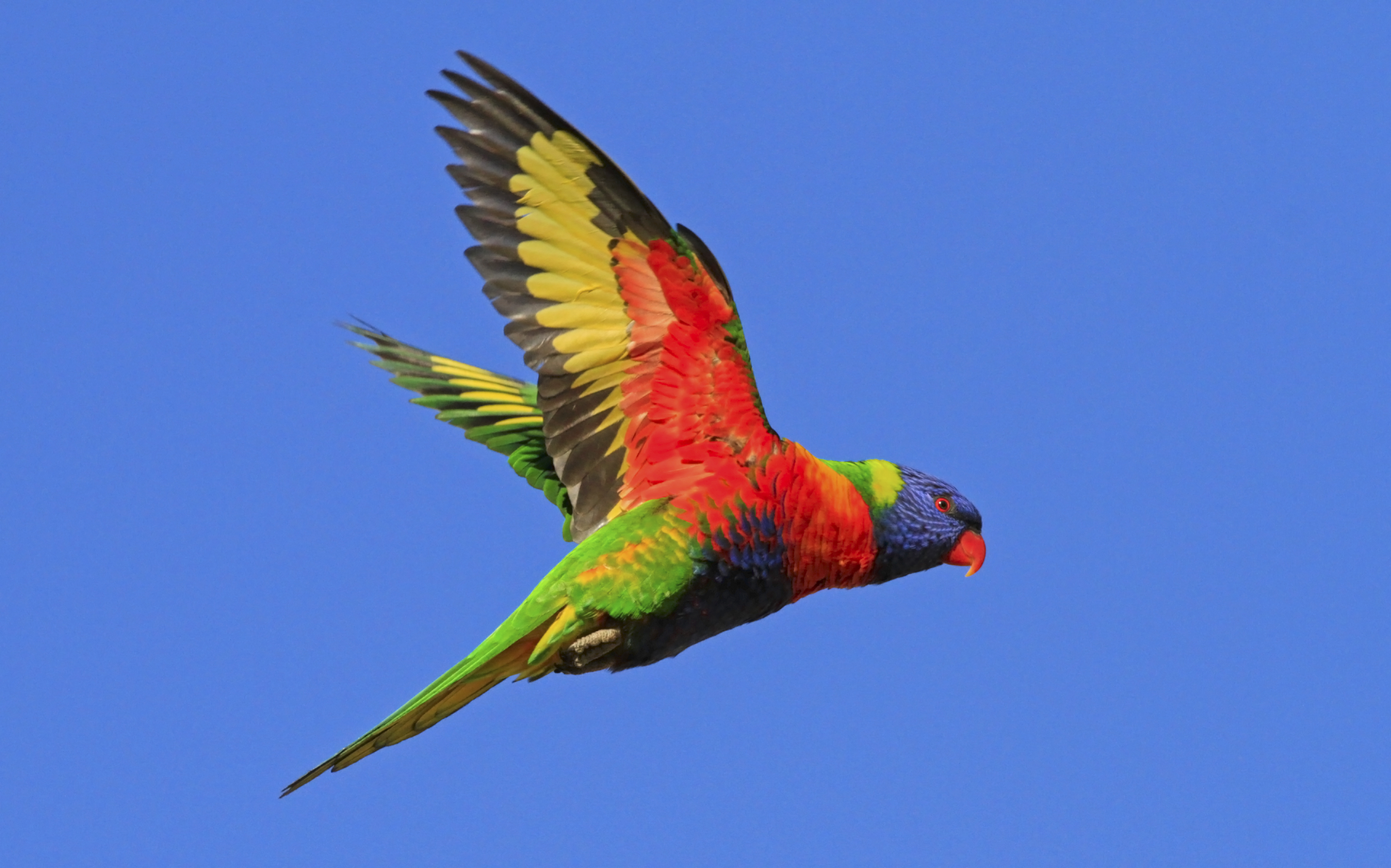 animal, rainbow lorikeet, bird, flight, flying, parrot, sky, wings, birds Aesthetic wallpaper