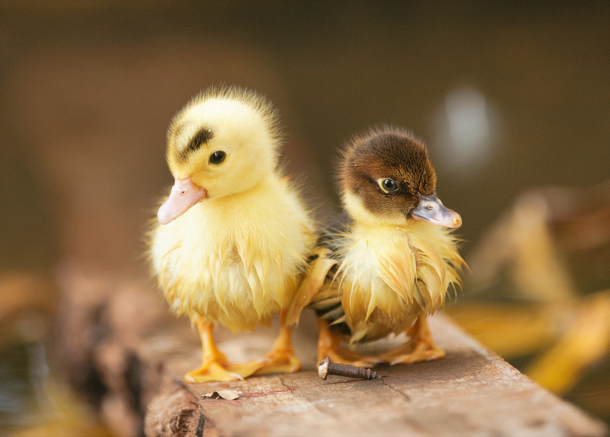 animal, duck, baby animal, cute, duckling, birds