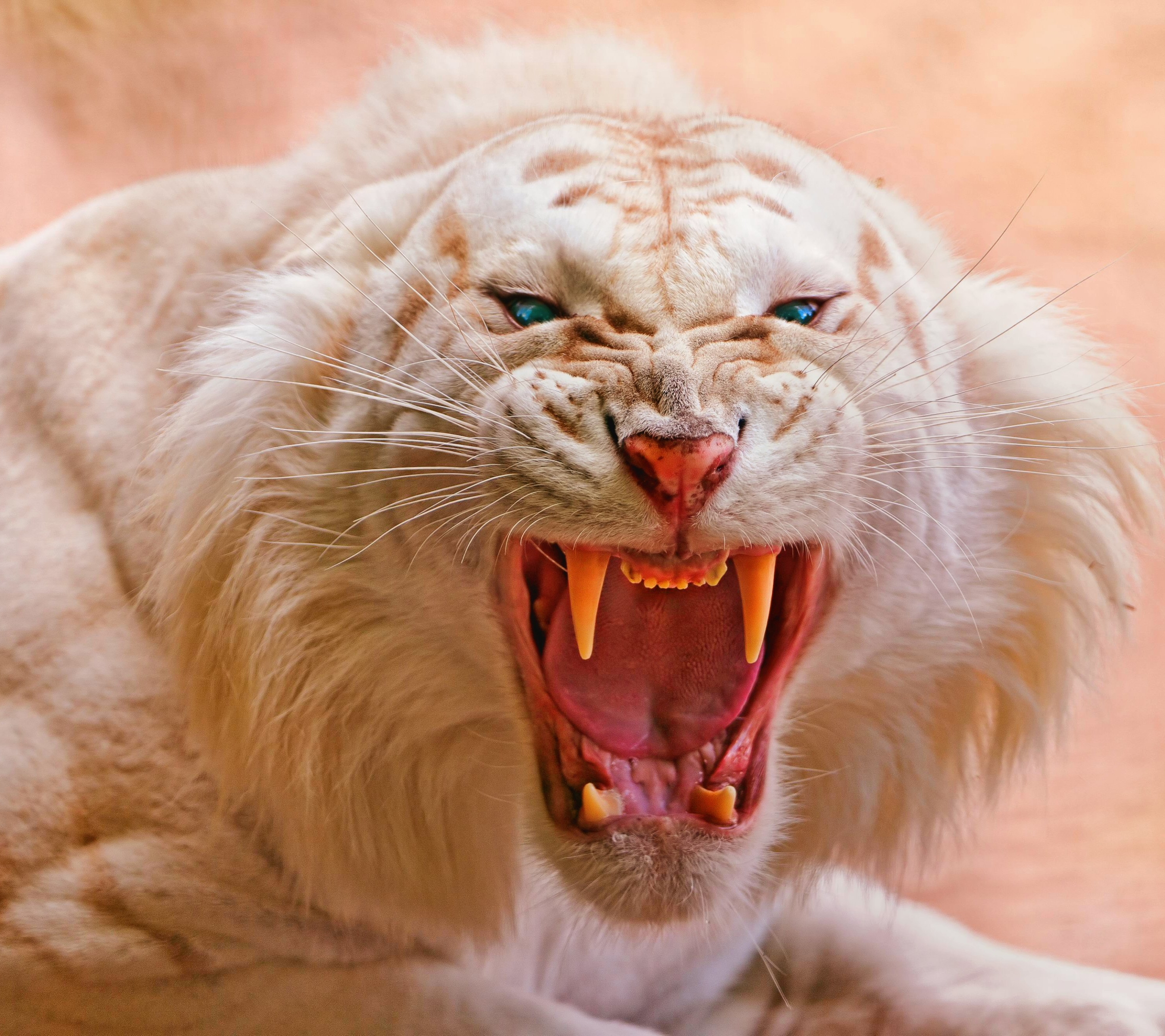 albino, animal, white tiger, mammal, siberian, tiger, cat, cats