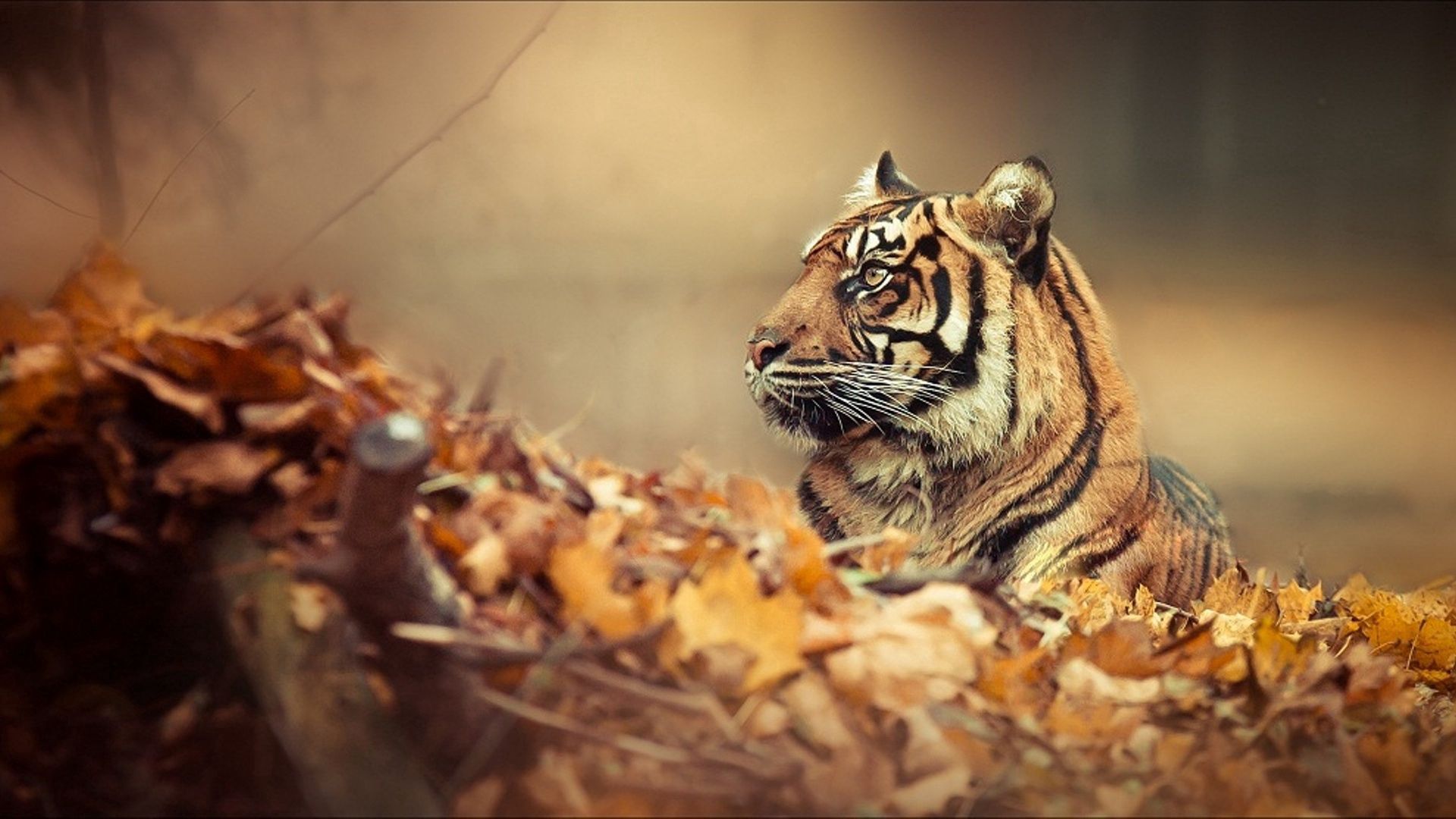 Download mobile wallpaper Tiger, Lie, Animals, To Lie Down, Muzzle, Leaves, Autumn for free.