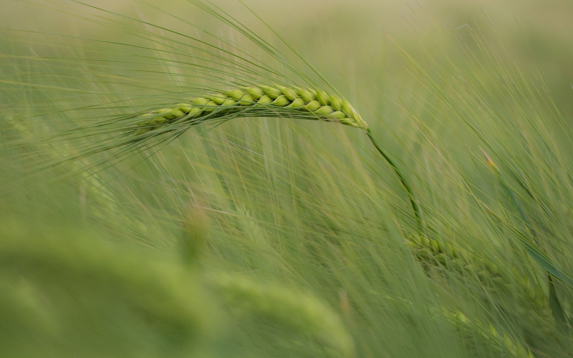 Download mobile wallpaper Spikelet, Grass, Wind, Macro for free.