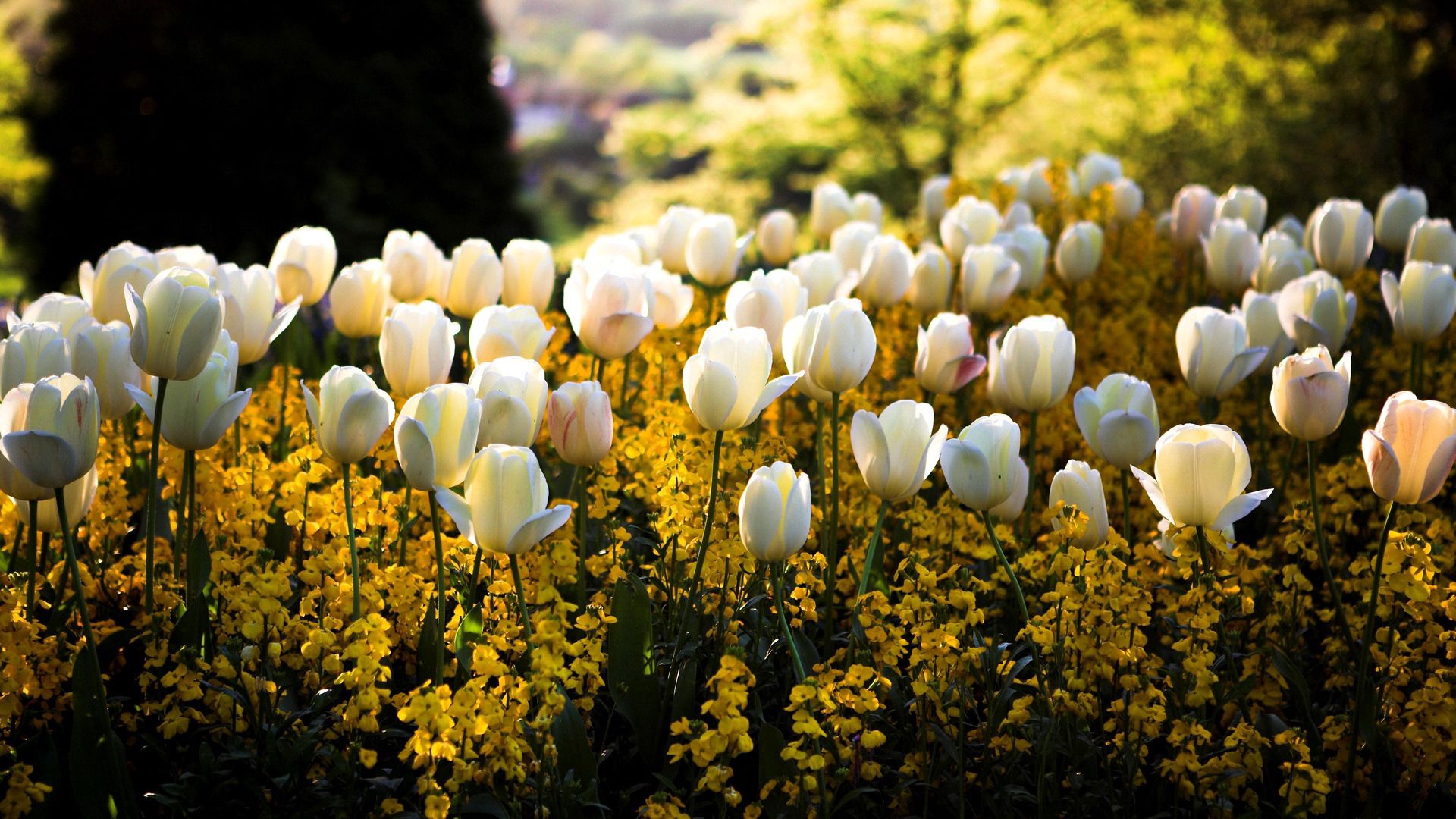 65329 baixar papel de parede tulipas, flores, o parque, parque, canteiro de flores, primavera - protetores de tela e imagens gratuitamente