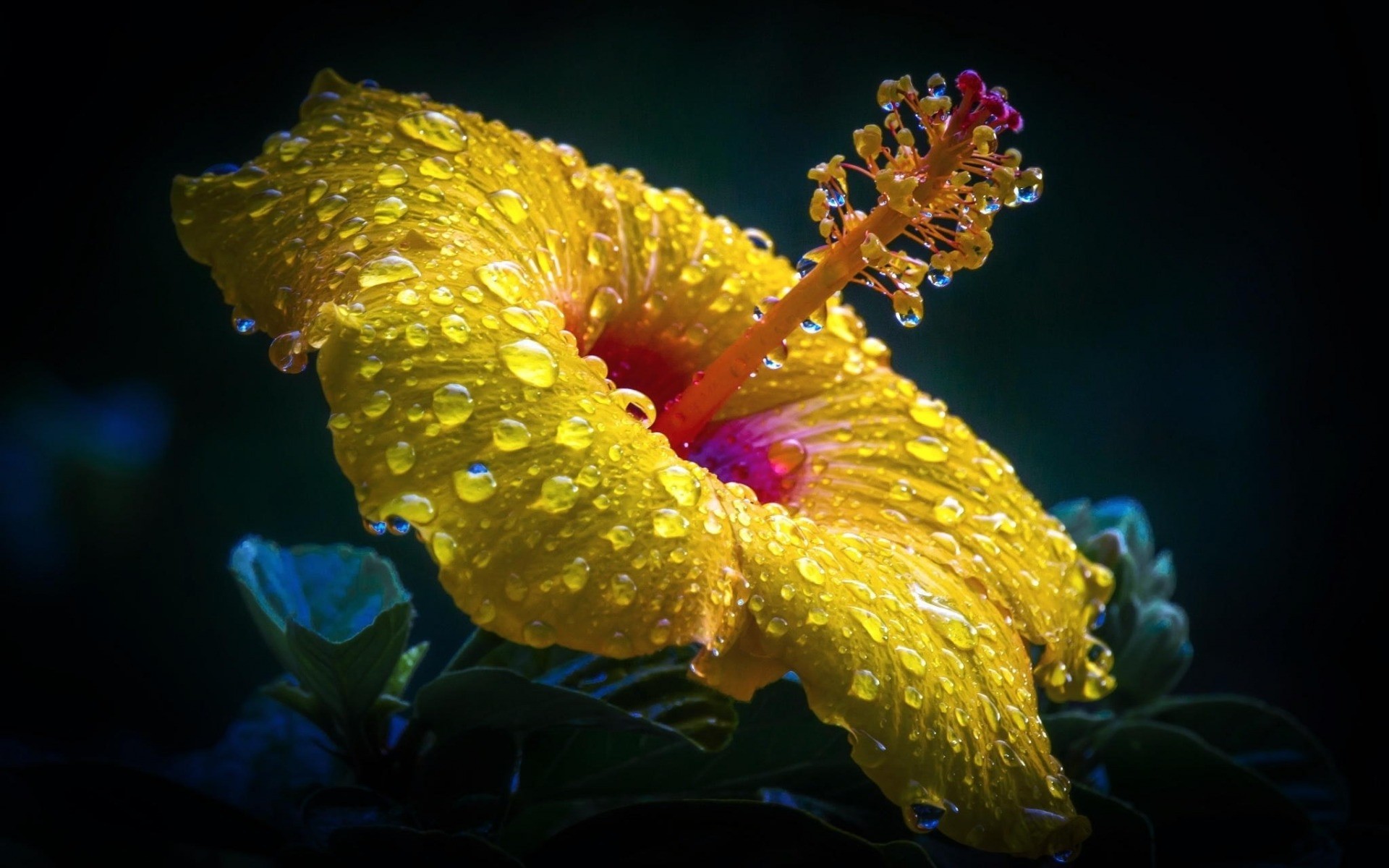 hibiscus, flowers, earth, close up, flower, water drop, yellow flower wallpapers for tablet