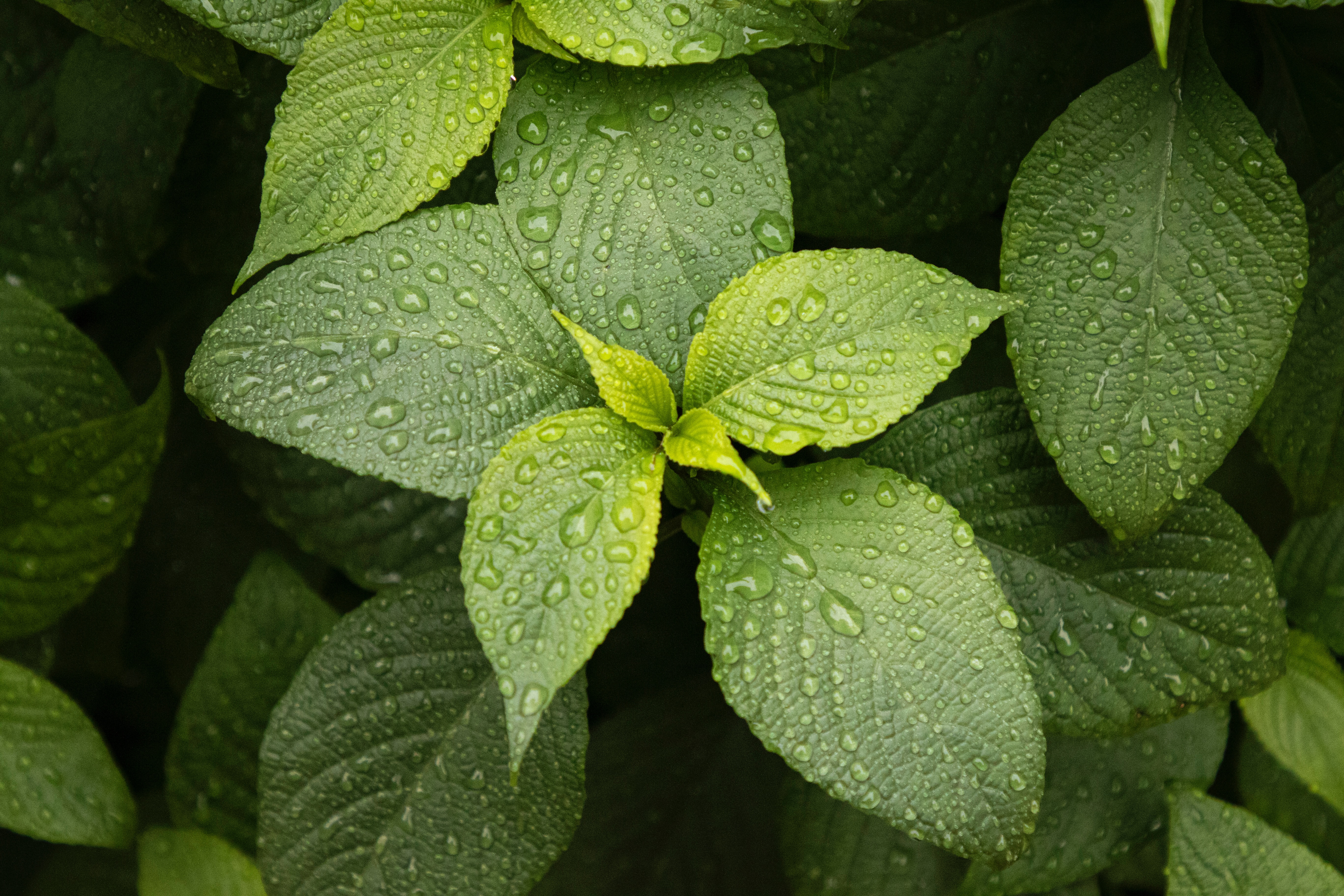 drops, plant, leaves, macro, green HD wallpaper