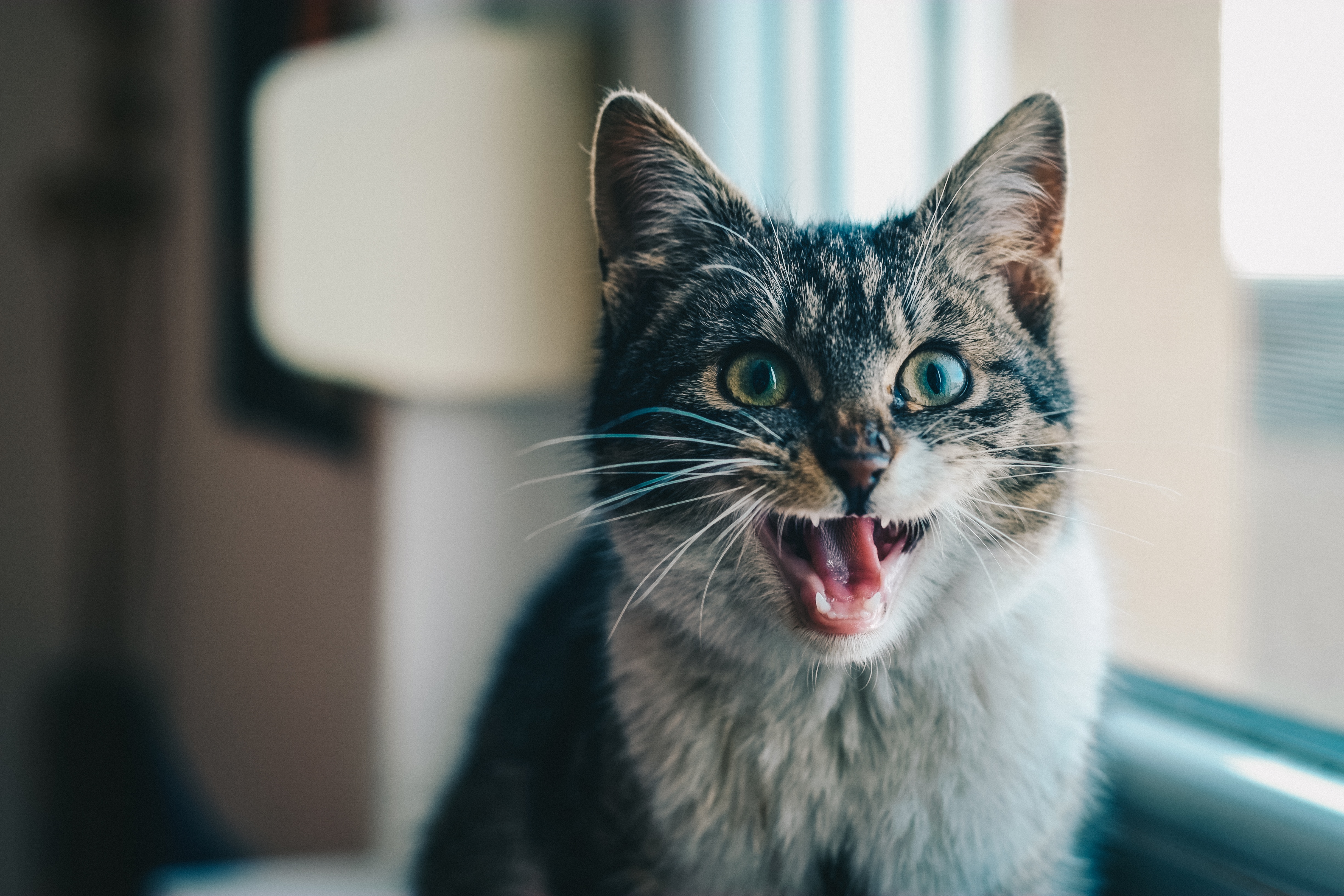Звуки орущих котов слушать. Кошки. Кошка с приоткрытым ртом. Котик мяукает. Кричащий кот.