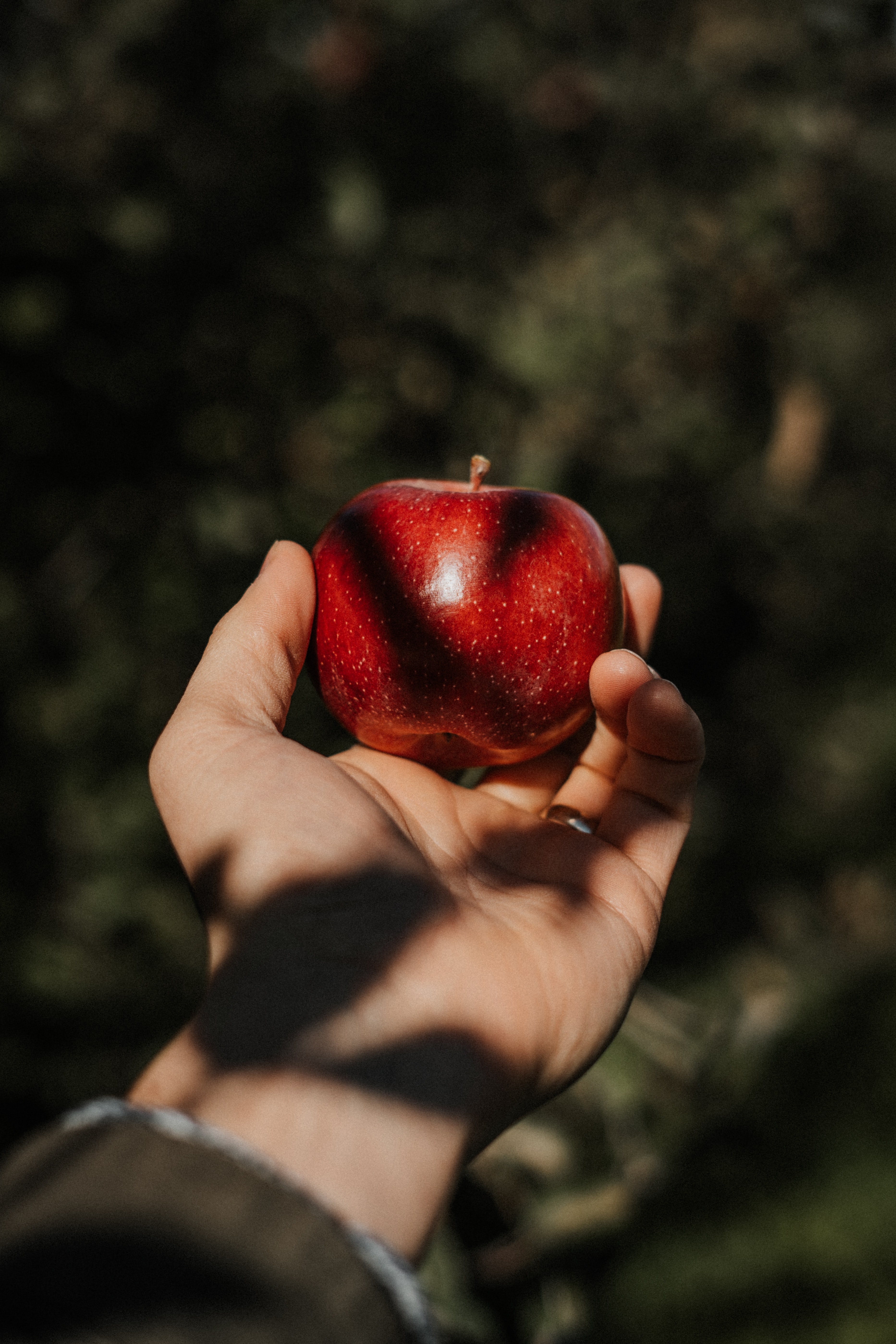 96997 скачать картинку яблоко, рука, разное, красный, фрукт - обои и заставки бесплатно