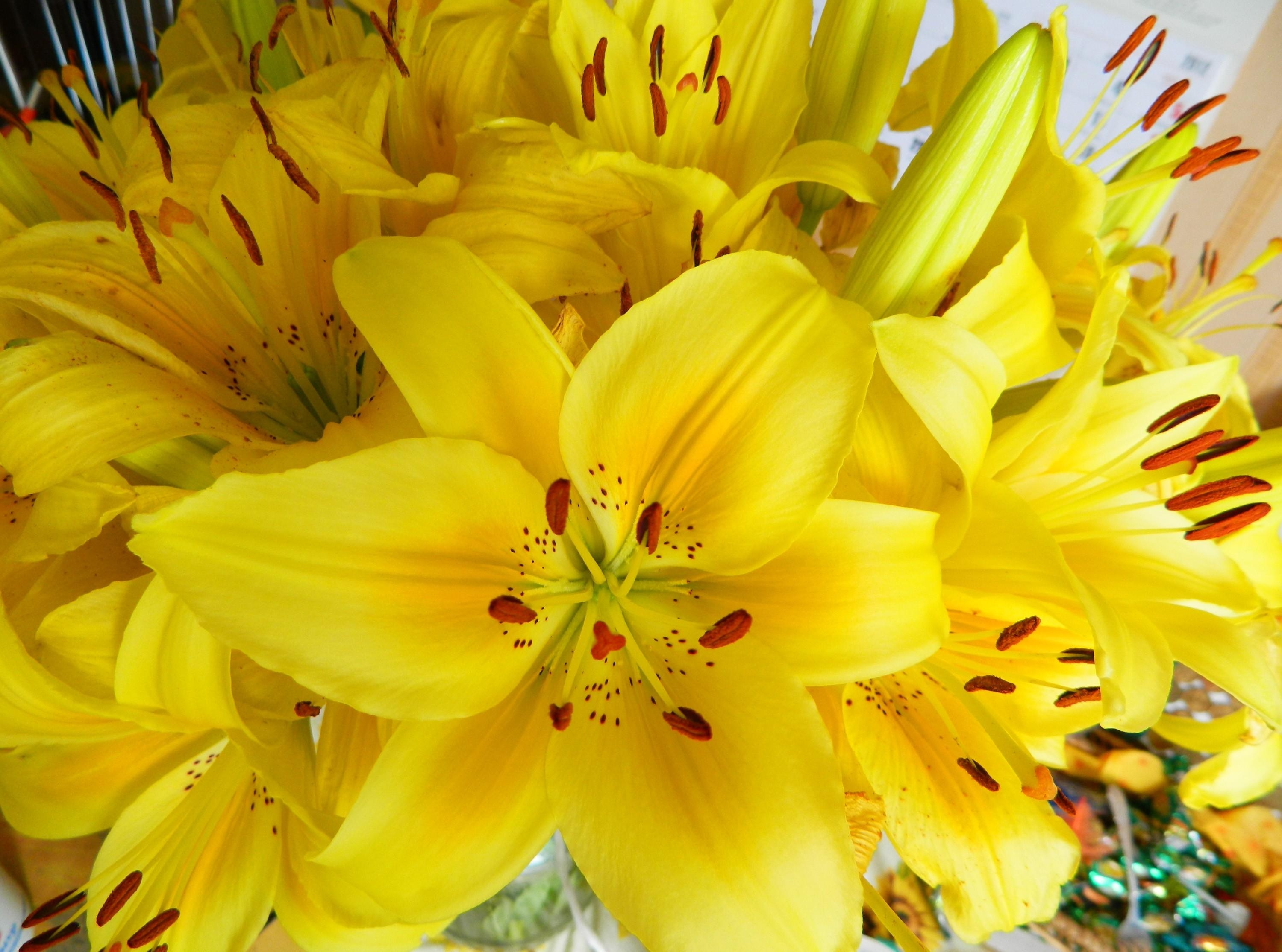 108613 télécharger le fond d'écran brillant, fleurs, lilies, jaune, bouquet, étamines - économiseurs d'écran et images gratuitement
