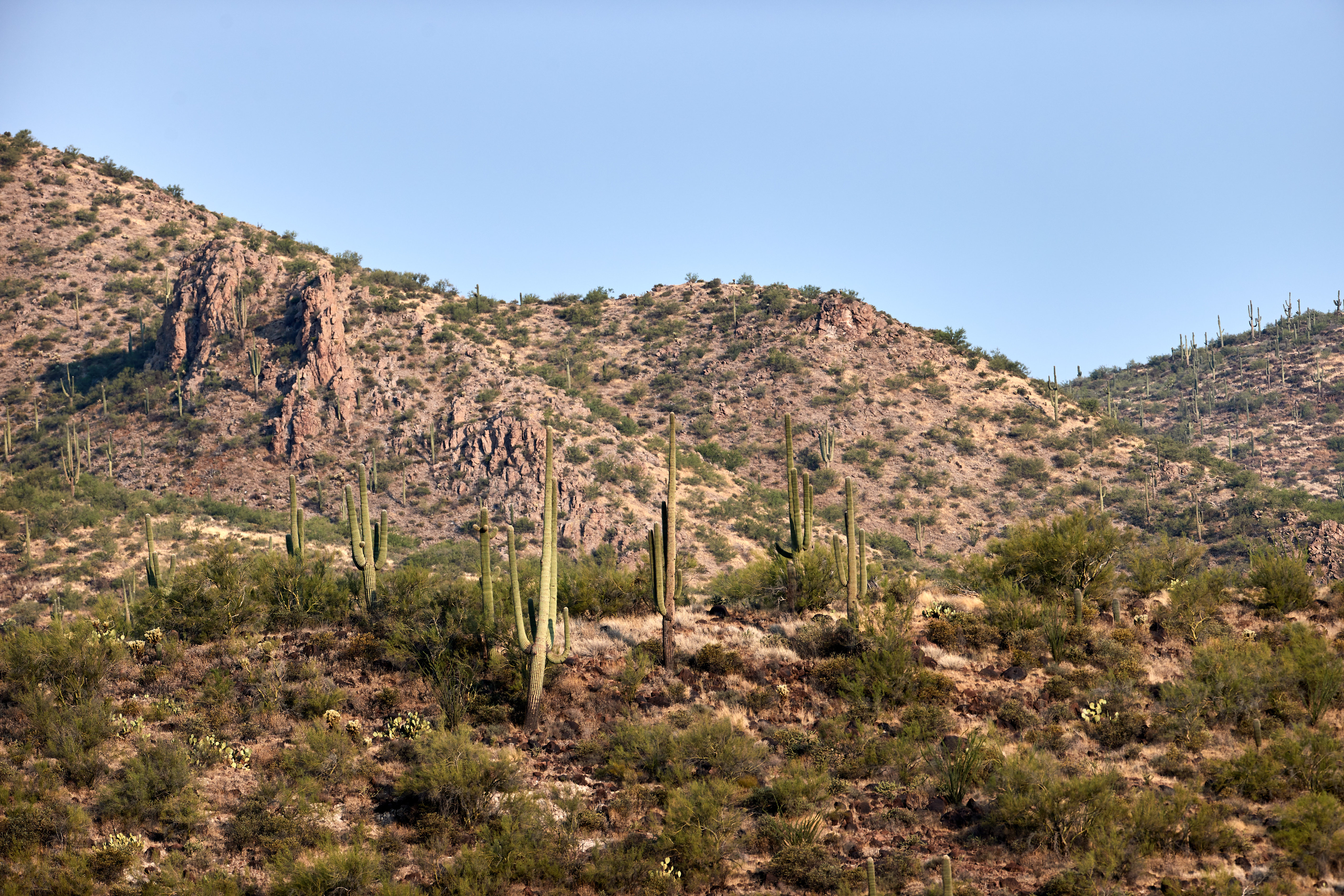 nature, bush, prairie, hill, cactus 1080p