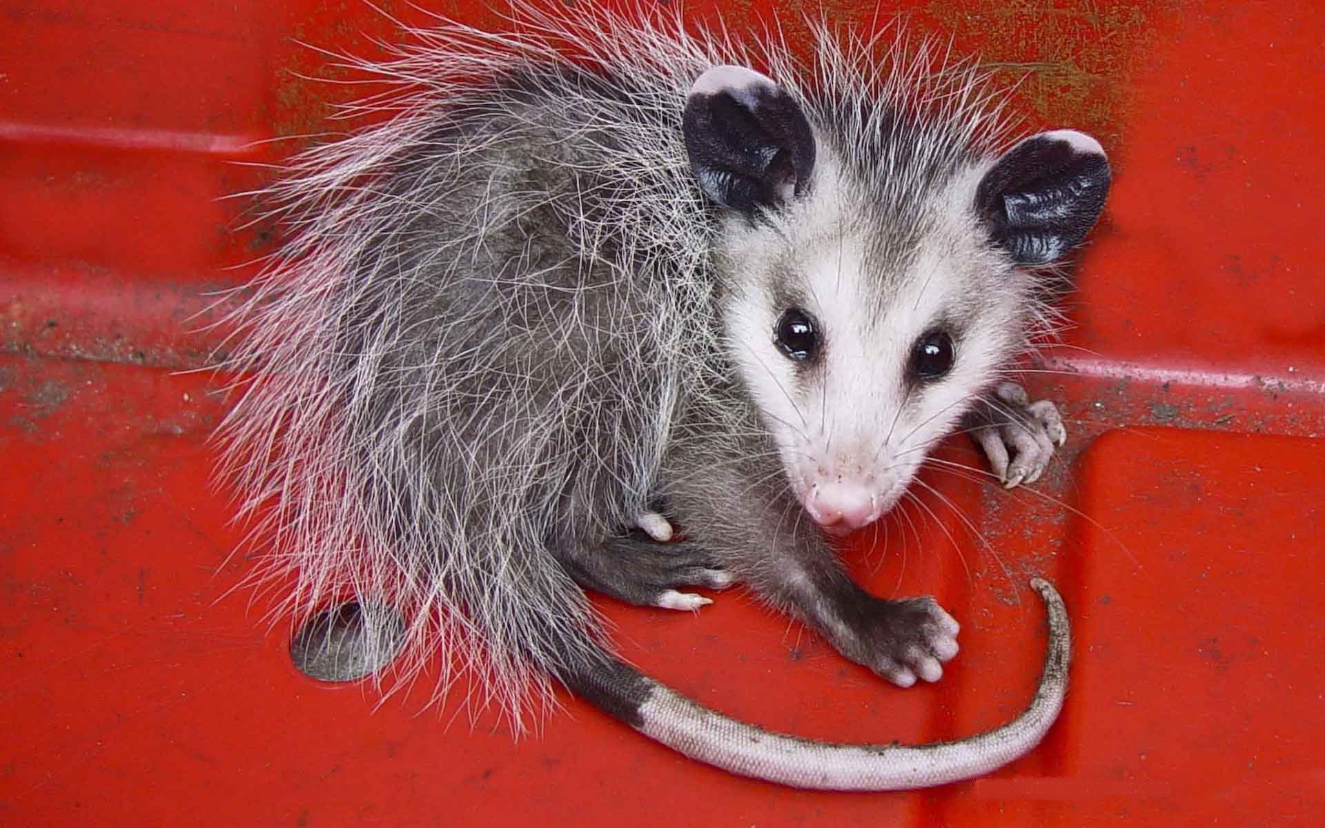Lock Screen Opossum