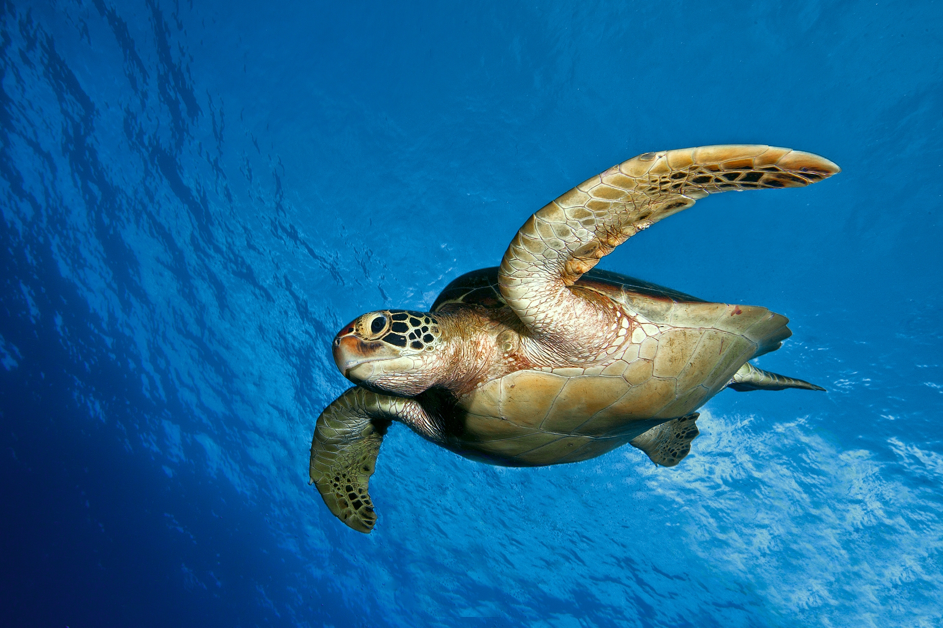 turtle, swim, animals, water, sea, to swim UHD