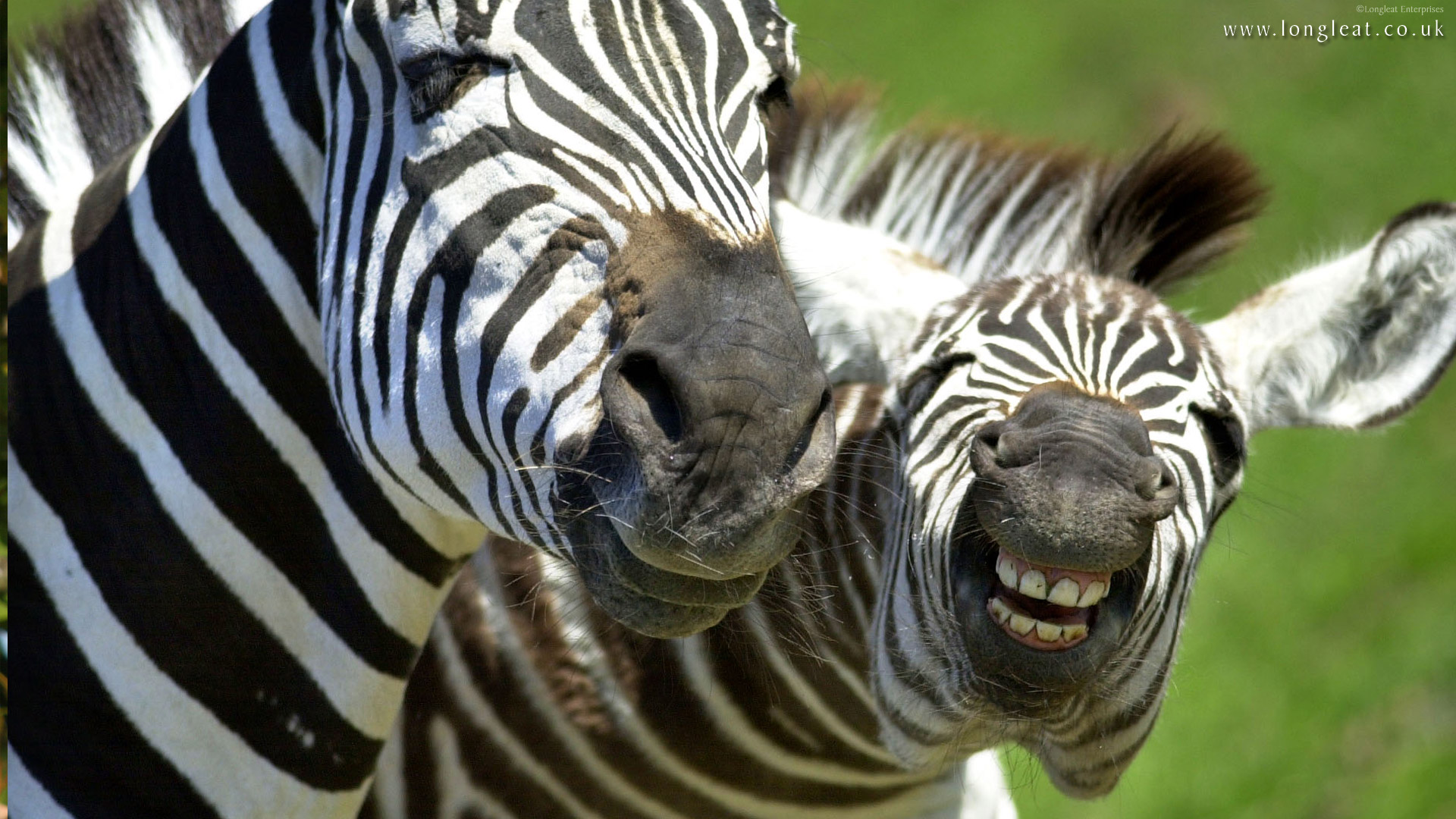 zebra, animal Phone Background