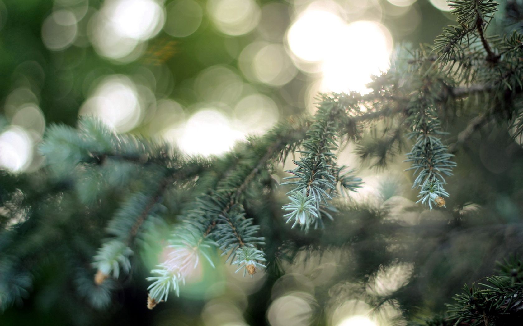 glare, points, nature, conifers, coniferous, branch, spruce, fir, point UHD