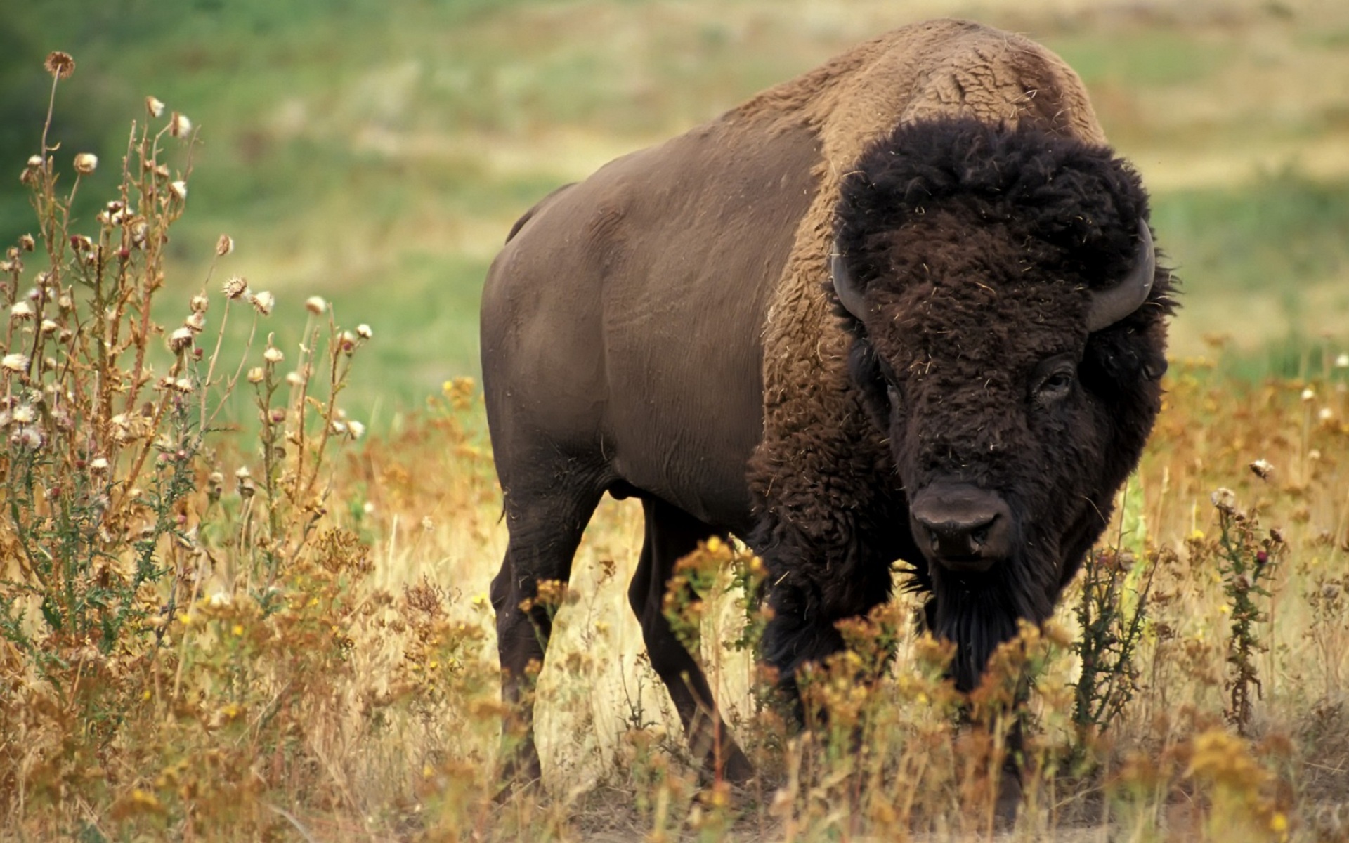 Download mobile wallpaper Bisons, Animals for free.