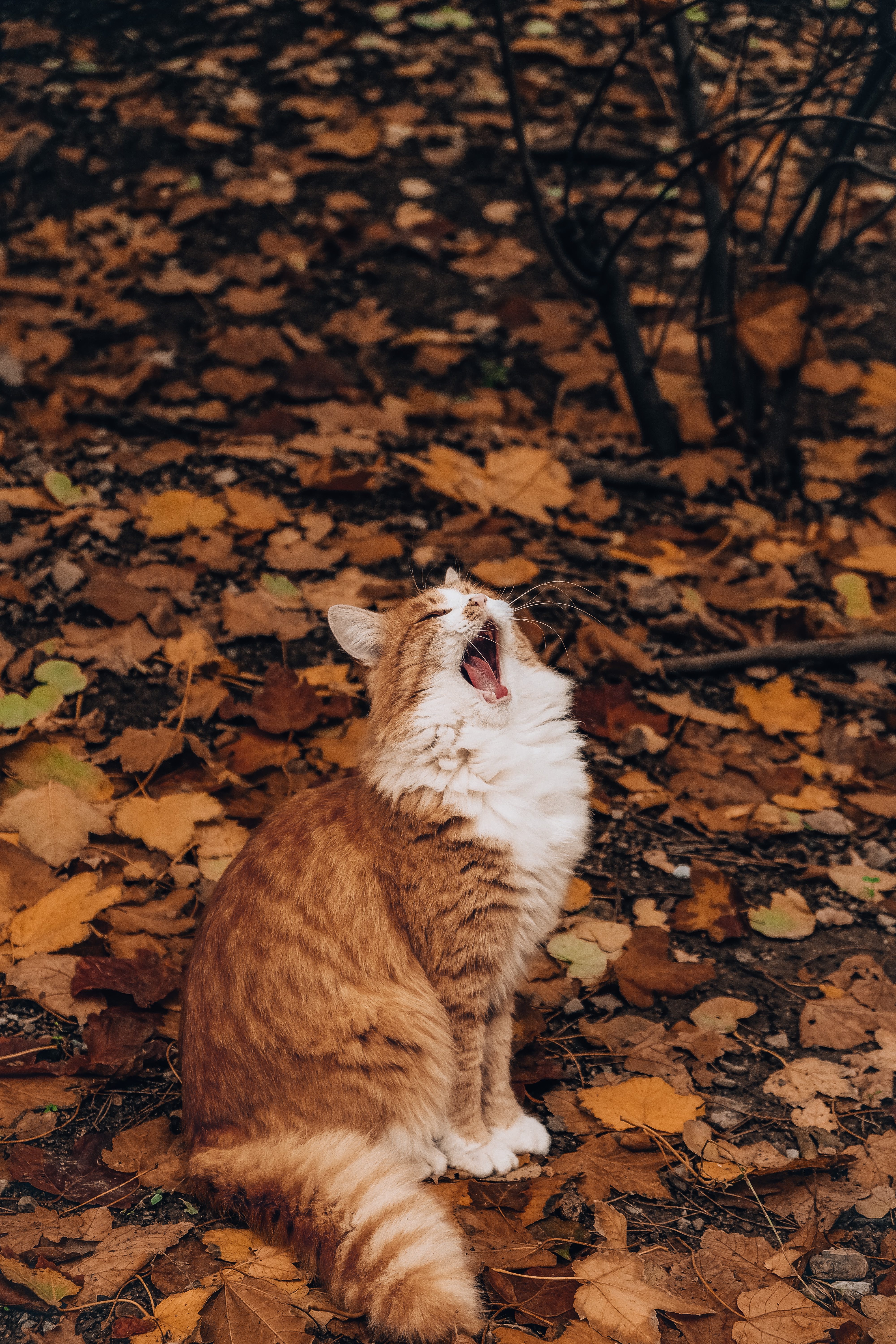 foliage, funny, animals, autumn, cat, to yawn, yawn 4K Ultra