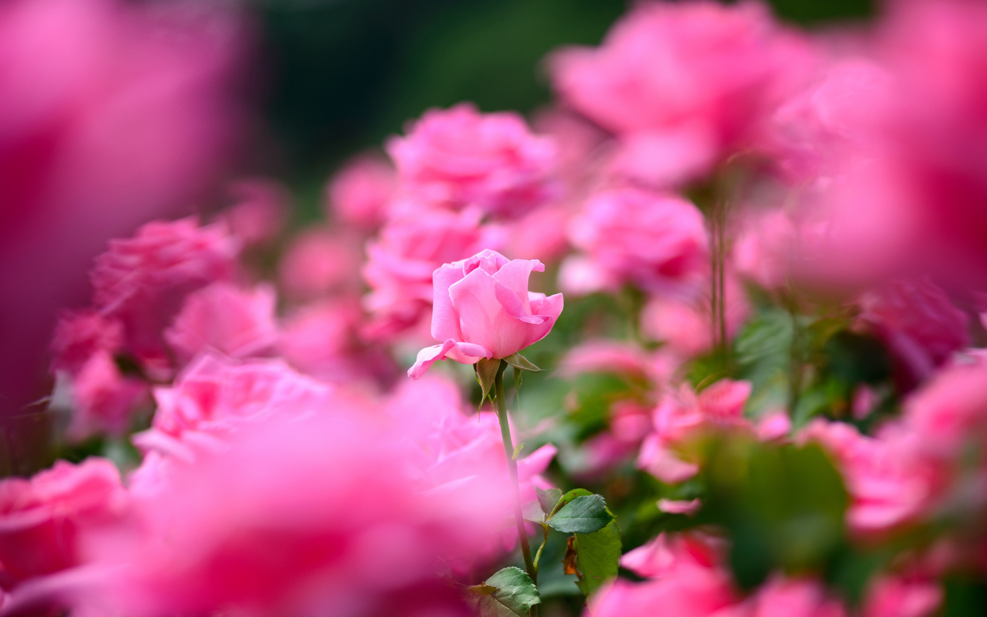 49572 baixar papel de parede plantas, flores, rosas - protetores de tela e imagens gratuitamente