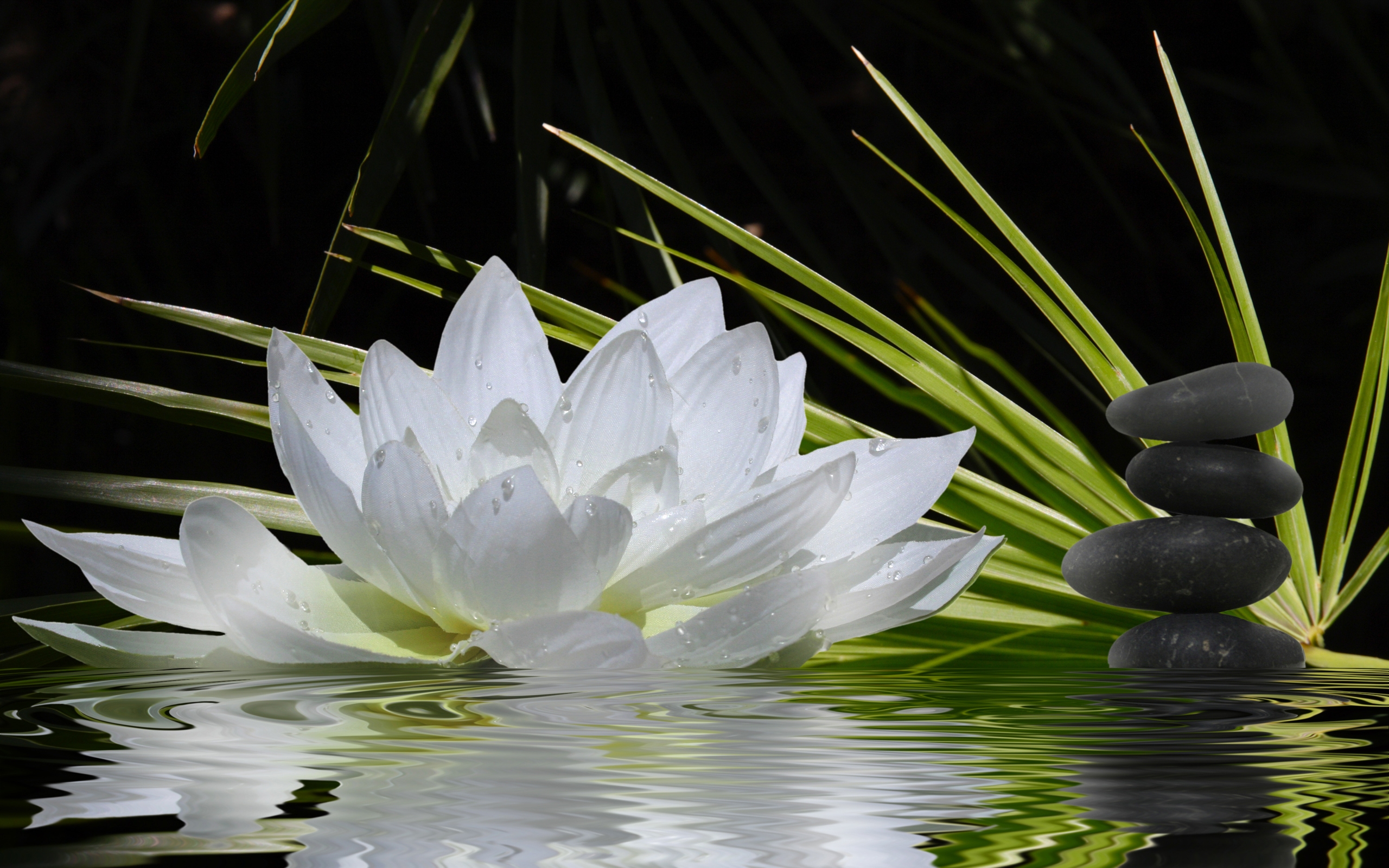 577253 Hintergrundbild herunterladen lotus, religiös, zen, blume, planze, weiße blume - Bildschirmschoner und Bilder kostenlos