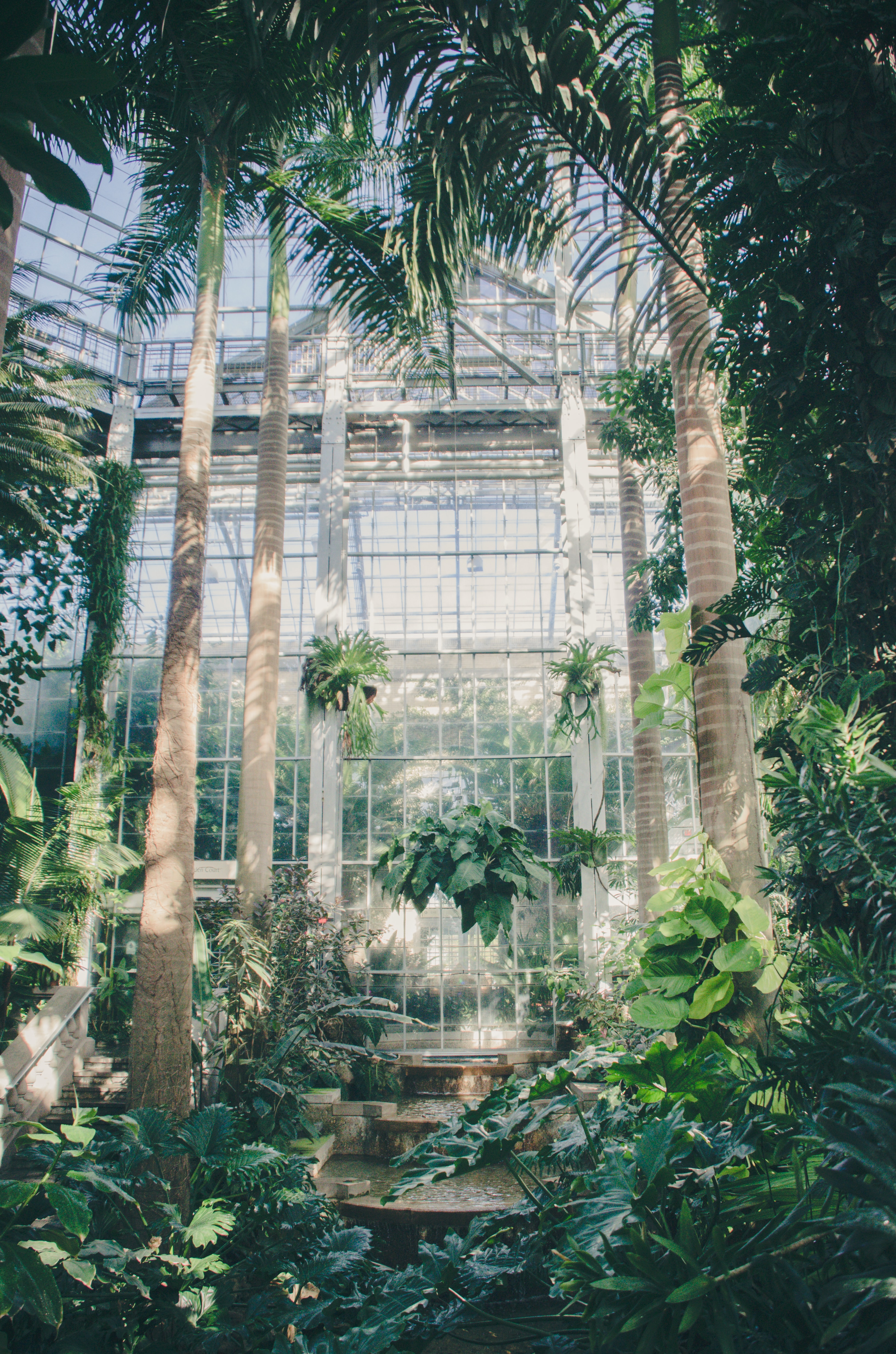 palms, greenhouse, plants, green, miscellanea, miscellaneous download HD wallpaper