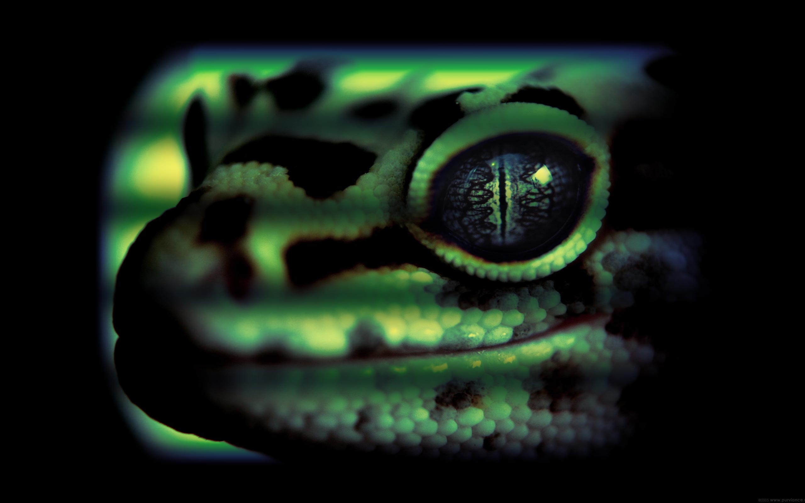 animal, lizard, gecko, reptiles High Definition image