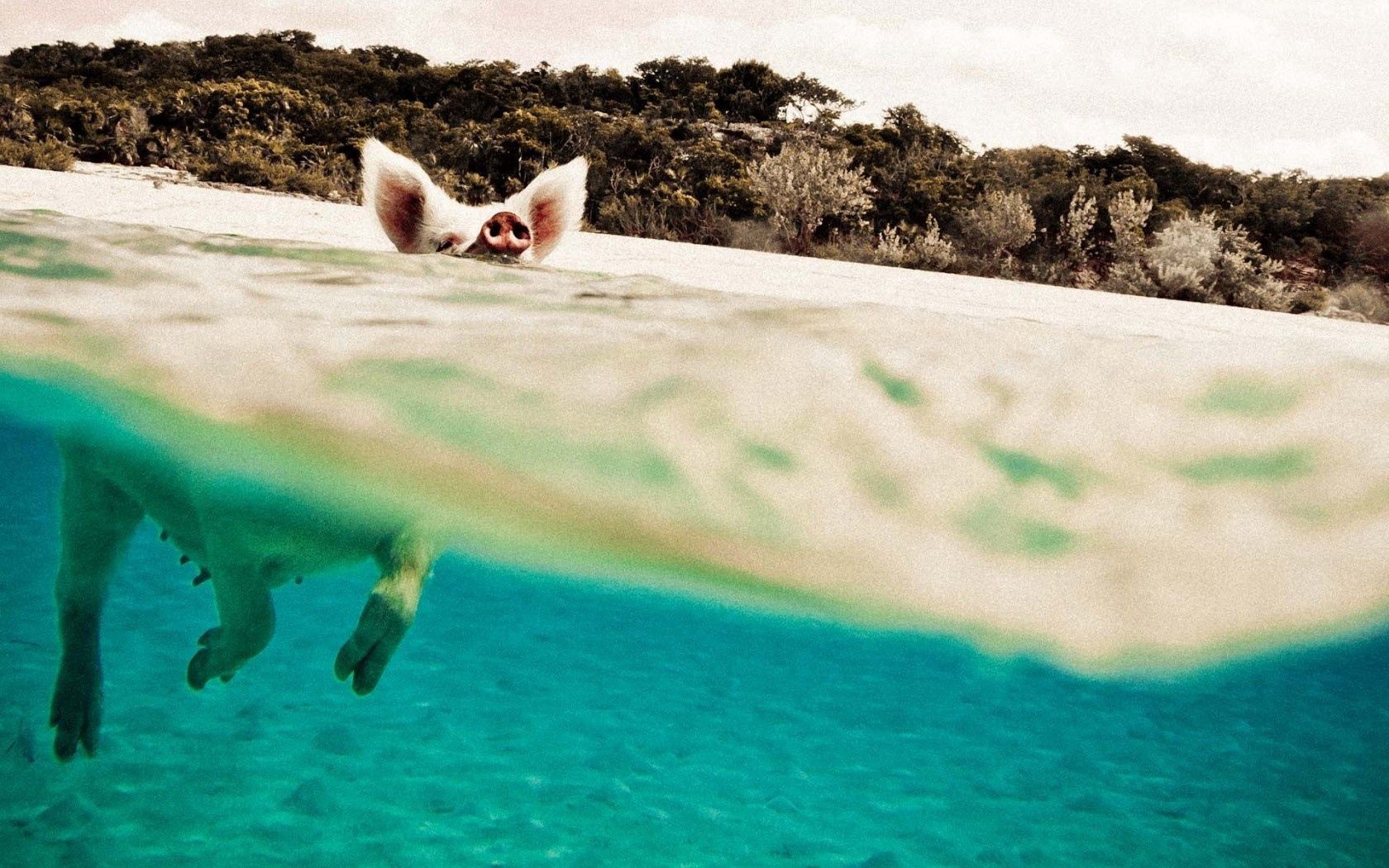 animals, water, to swim, swim, pig