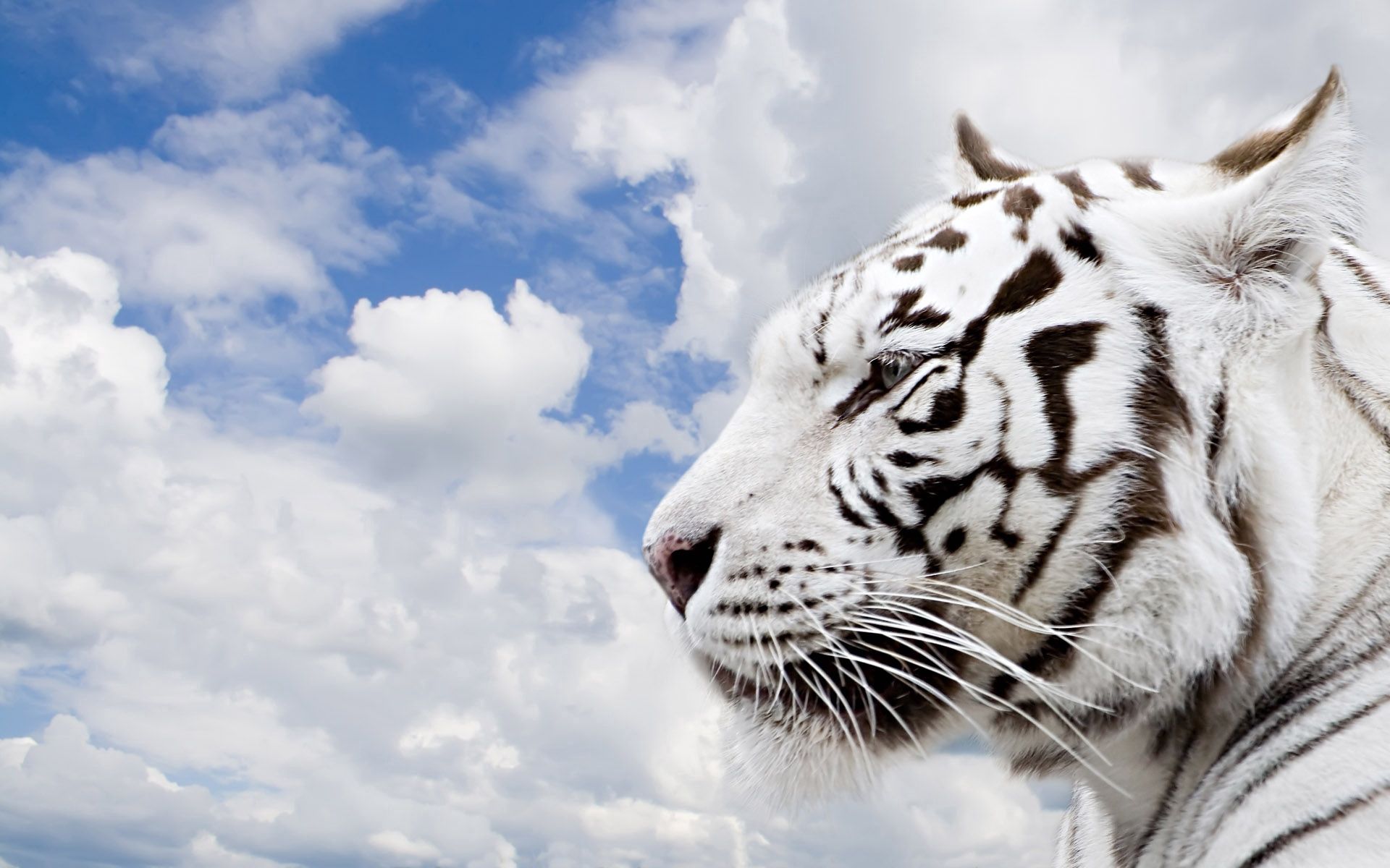 Laden Sie das Schnauze, Albino, Profil, Tiere, Tiger-Bild kostenlos auf Ihren PC-Desktop herunter