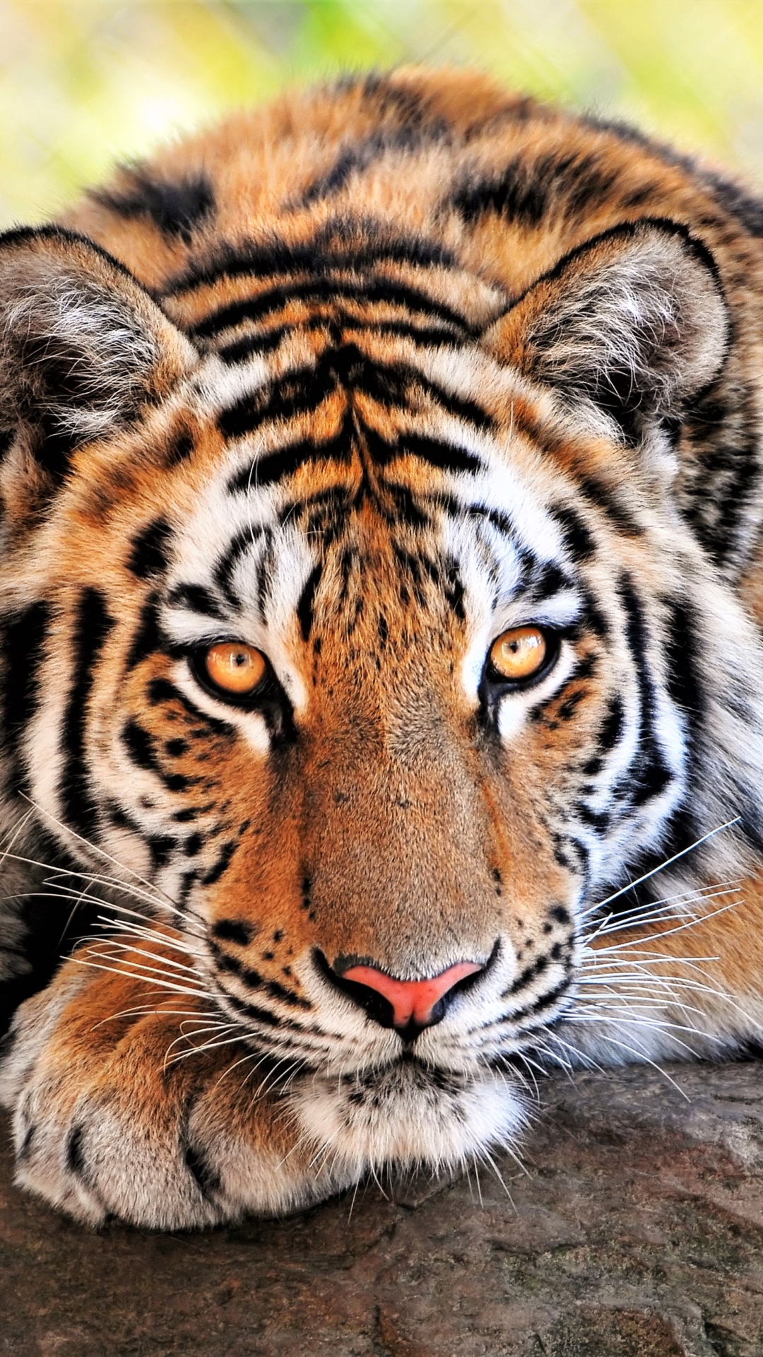 animal, tiger, resting, bengal tiger, cats