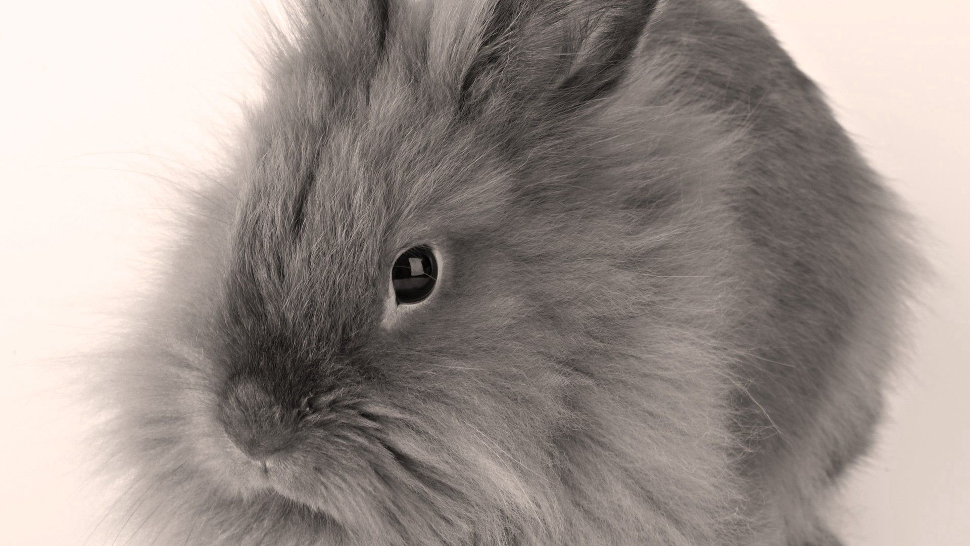 Кролик декоративный серый