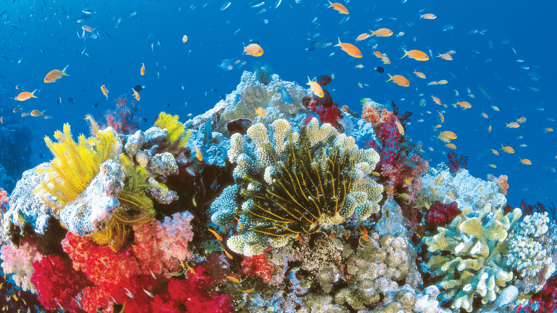 great barrier reef, earth, reef