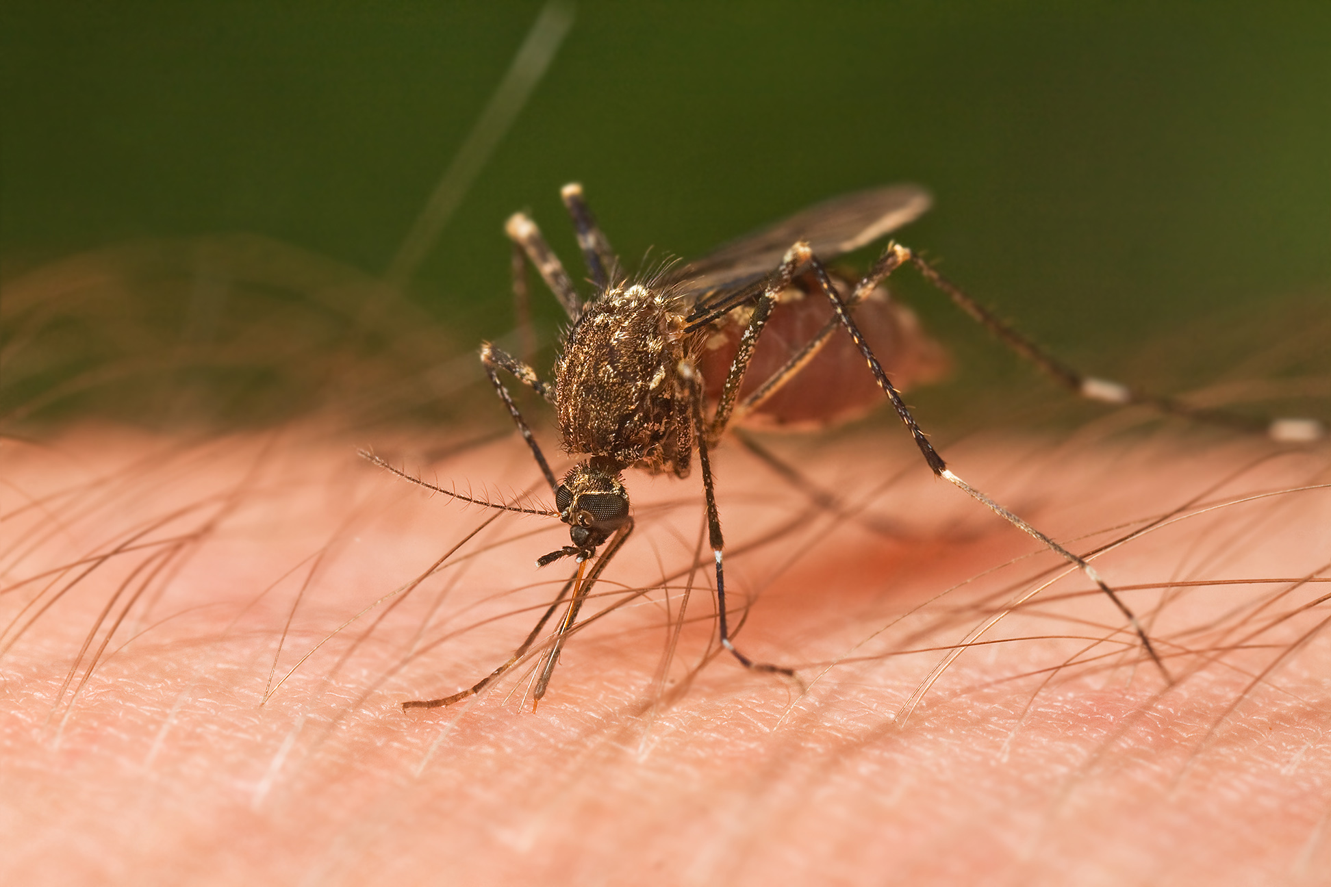 Малярийный комар большой
