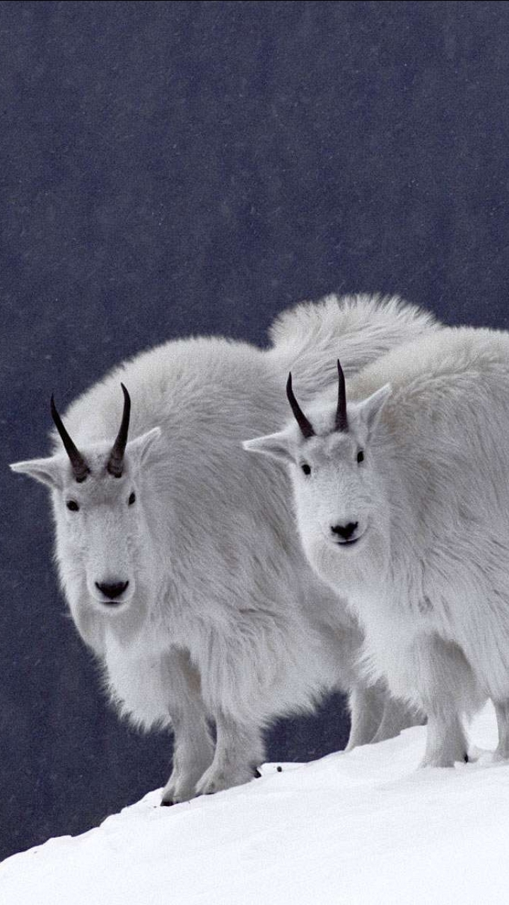 animal, mountain goat cell phone wallpapers