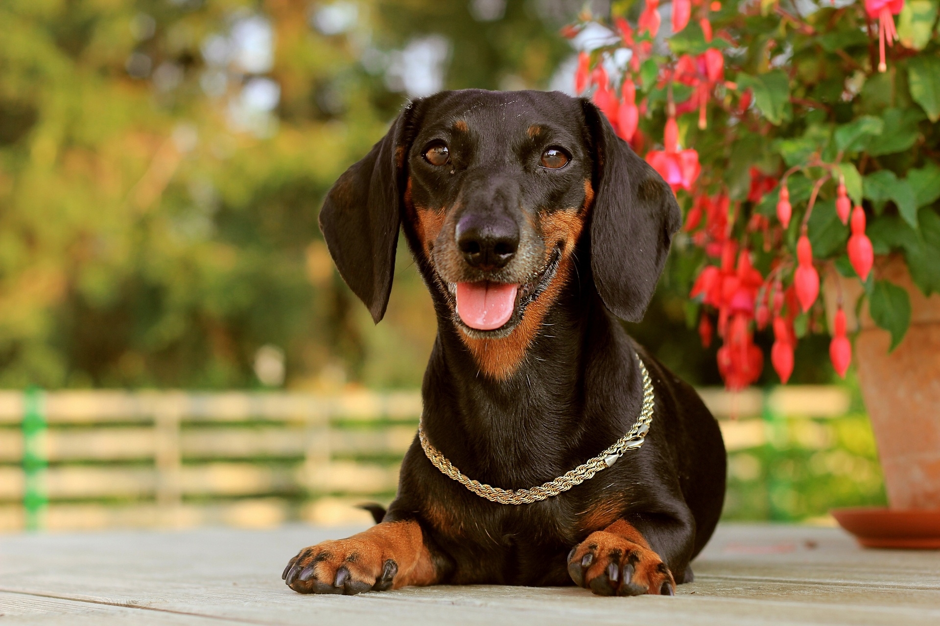 Free download wallpaper Dachshund, Dog, Muzzle, Rest, Collar, Animals, Relaxation on your PC desktop