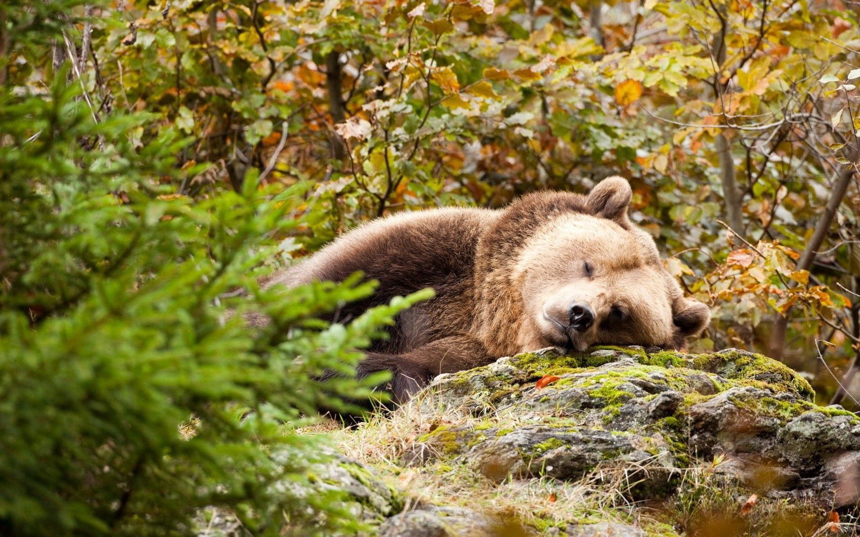 Download mobile wallpaper To Lie Down, Lie, Animals, Grass, Stones, Moss, Bear for free.