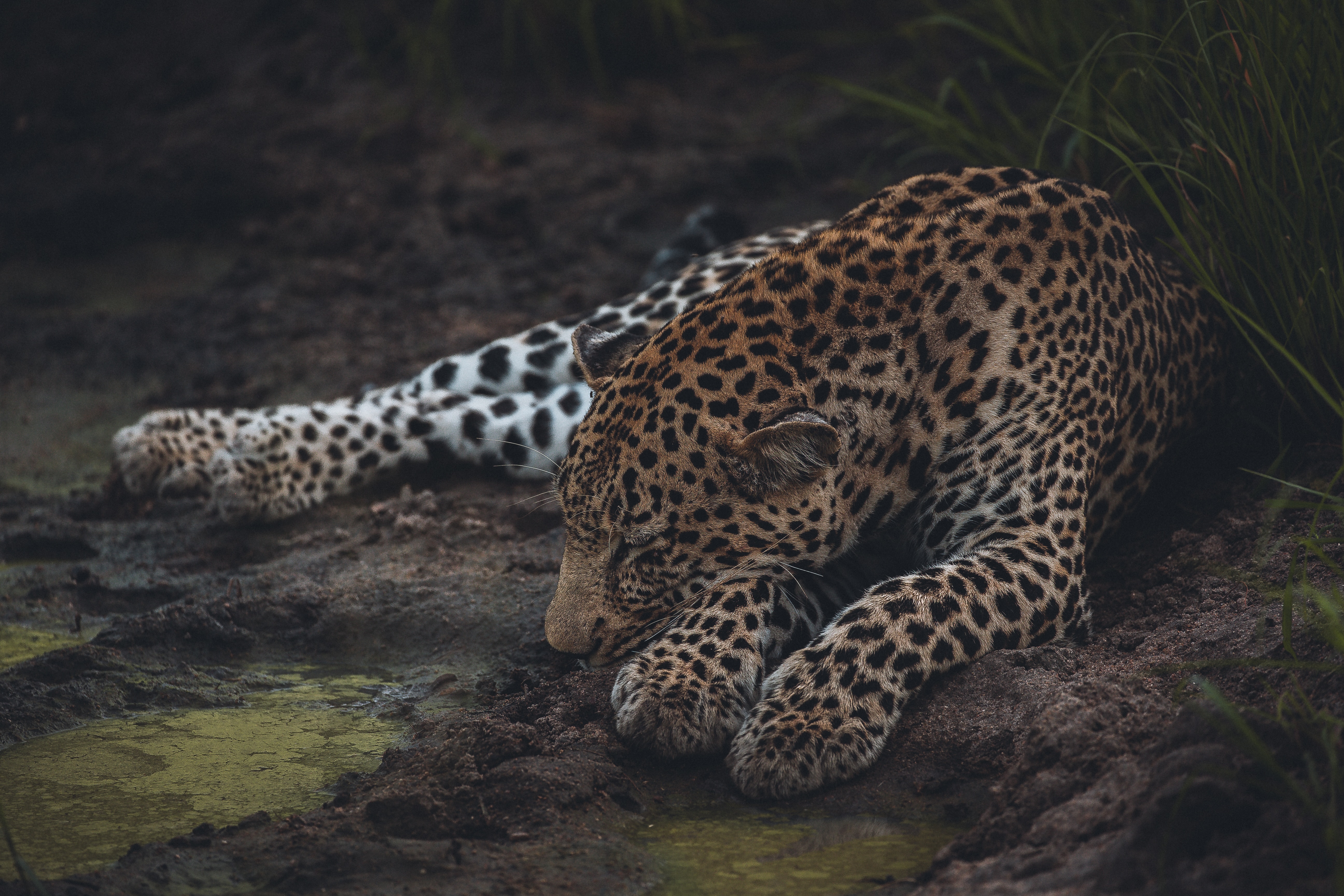 Download mobile wallpaper Sleep, Dream, Predator, Animals, Leopard, Big Cat, Wildlife for free.