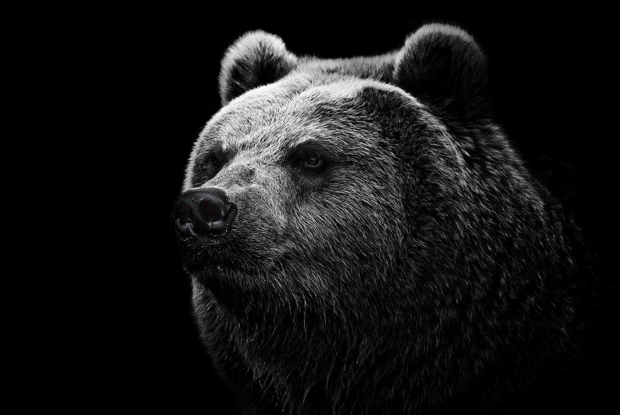 156923 télécharger le fond d'écran noir, vue, opinion, ours, nez, grizzly, grizzli - économiseurs d'écran et images gratuitement